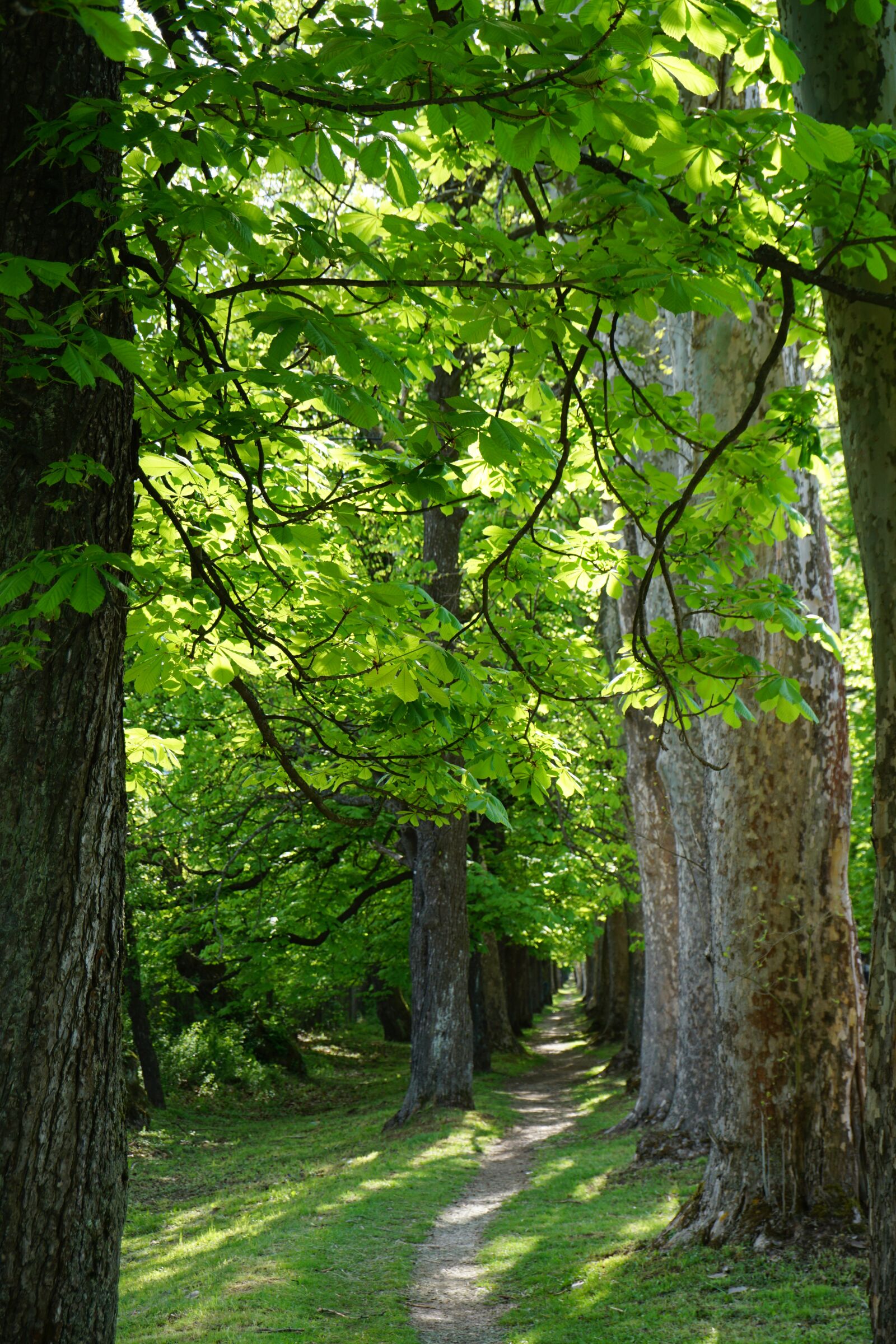 Sony E 16-50mm F3.5-5.6 PZ OSS sample photo. Sarajevo, velika aleja, spring photography