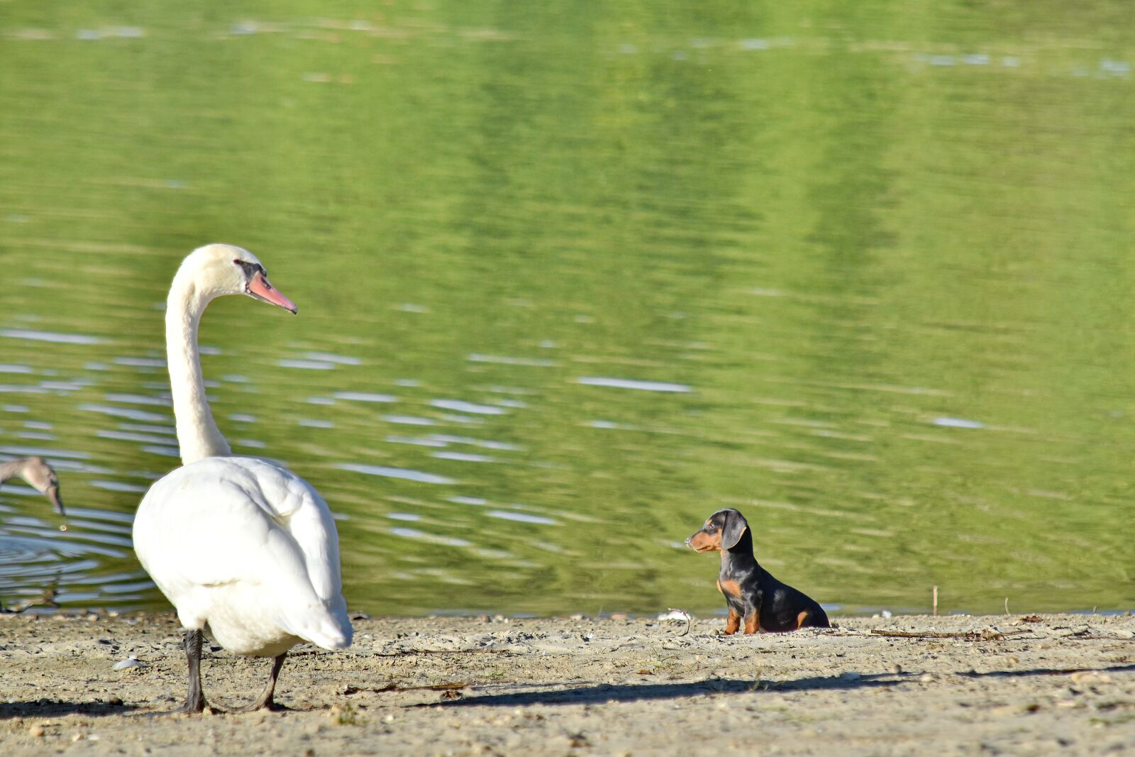 Nikon D5500 sample photo. Coast, dog, puppy, summer photography