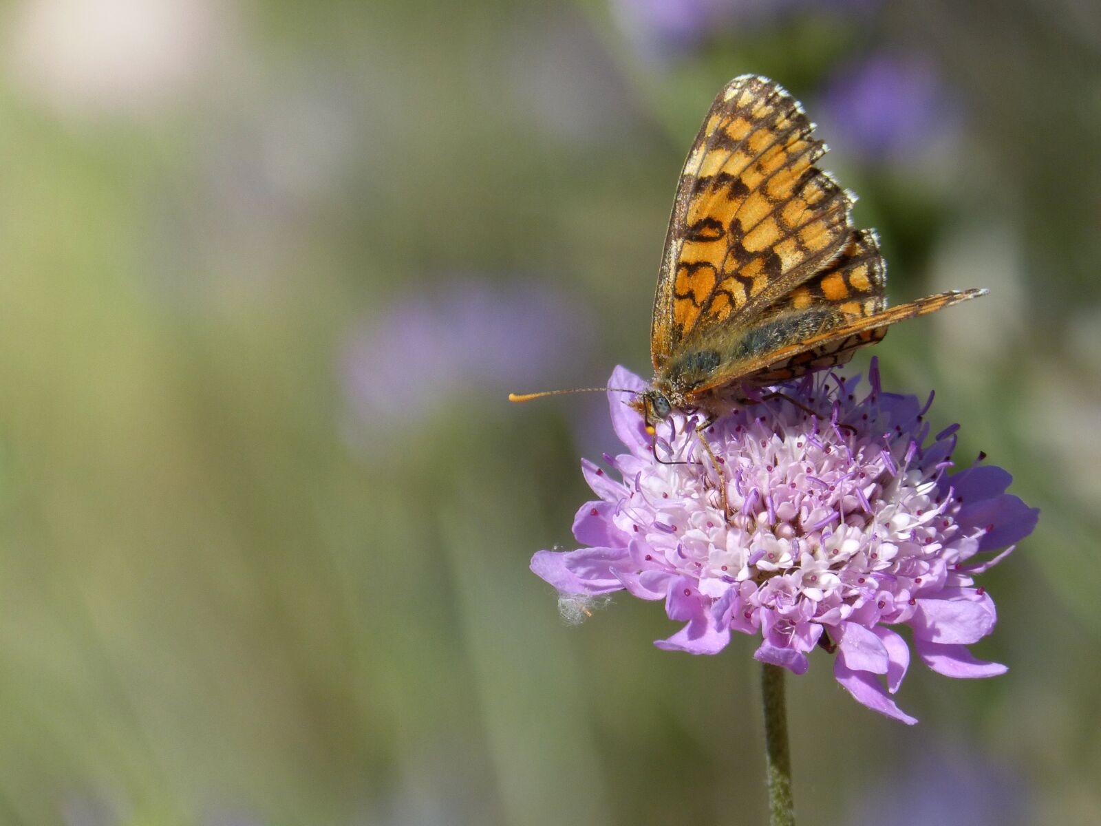 Panasonic DMC-FZ62 sample photo. Butterfly, flower, wild flower photography