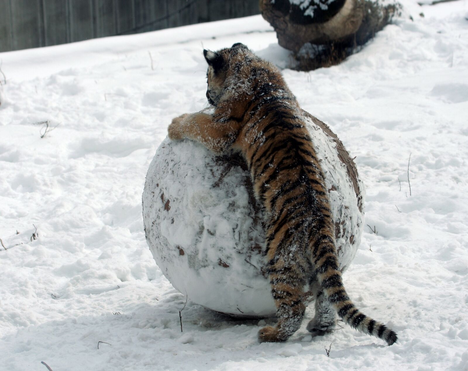 Canon EOS 350D (EOS Digital Rebel XT / EOS Kiss Digital N) sample photo. Tiger cub, snow, winter photography
