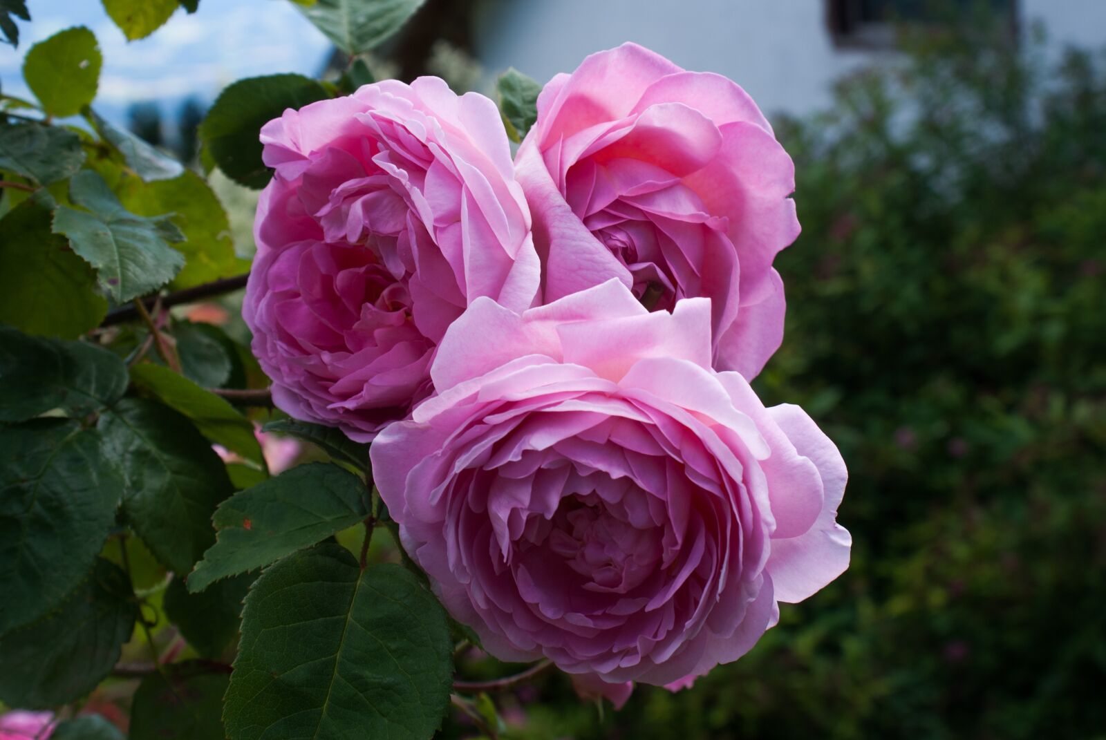 Sony Alpha DSLR-A200 sample photo. Rose, roses, pink rose photography