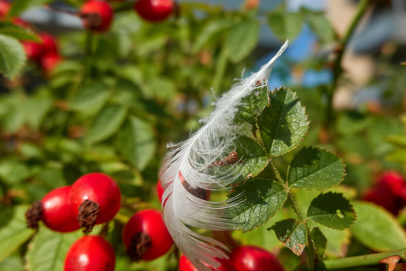 Sony Cyber-shot DSC-RX100 VI sample photo. Feather, rose hip, close photography