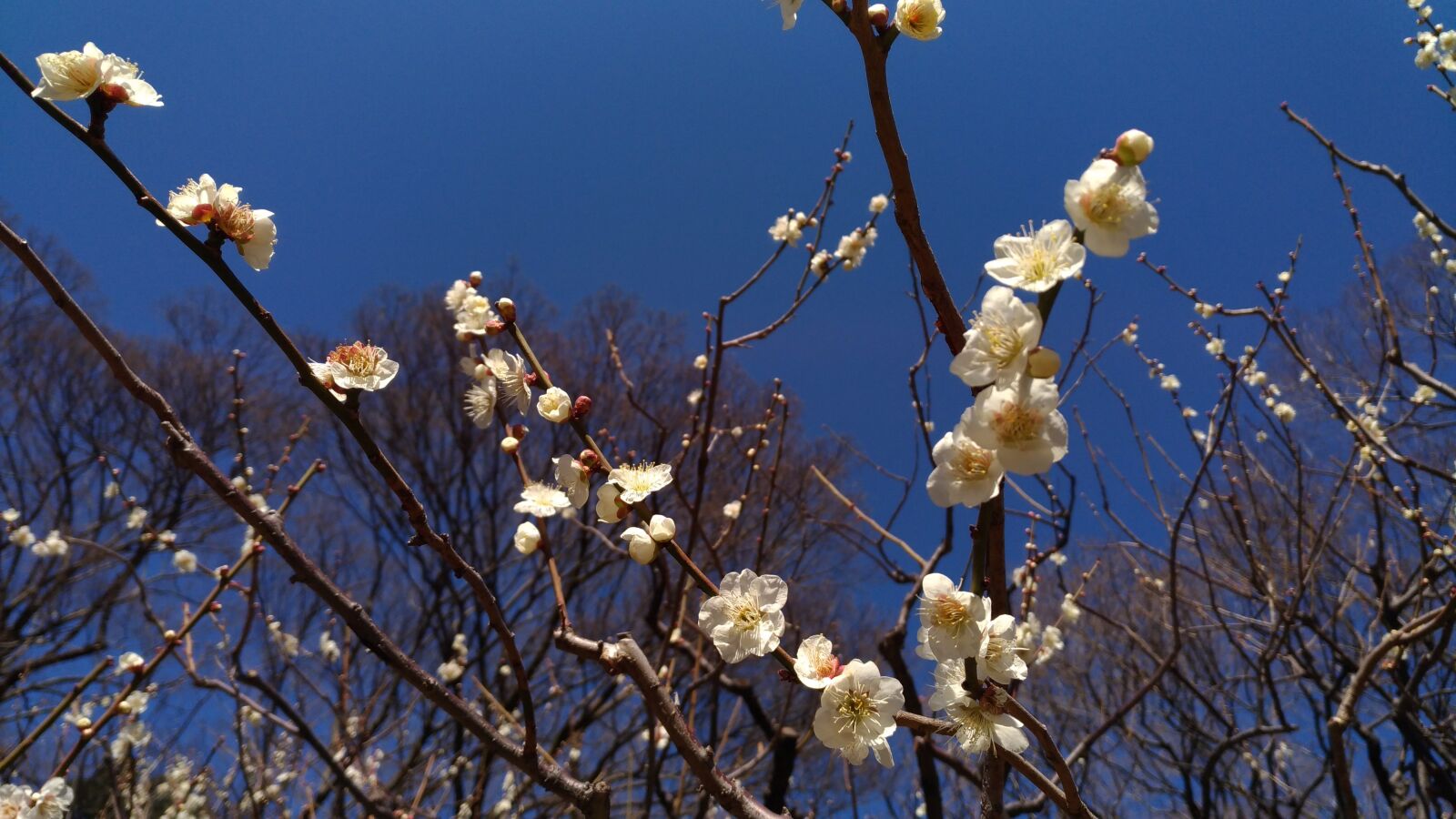 ASUS ZenFone 3 (ZE520KL) sample photo. Plum, white flowers, spring photography