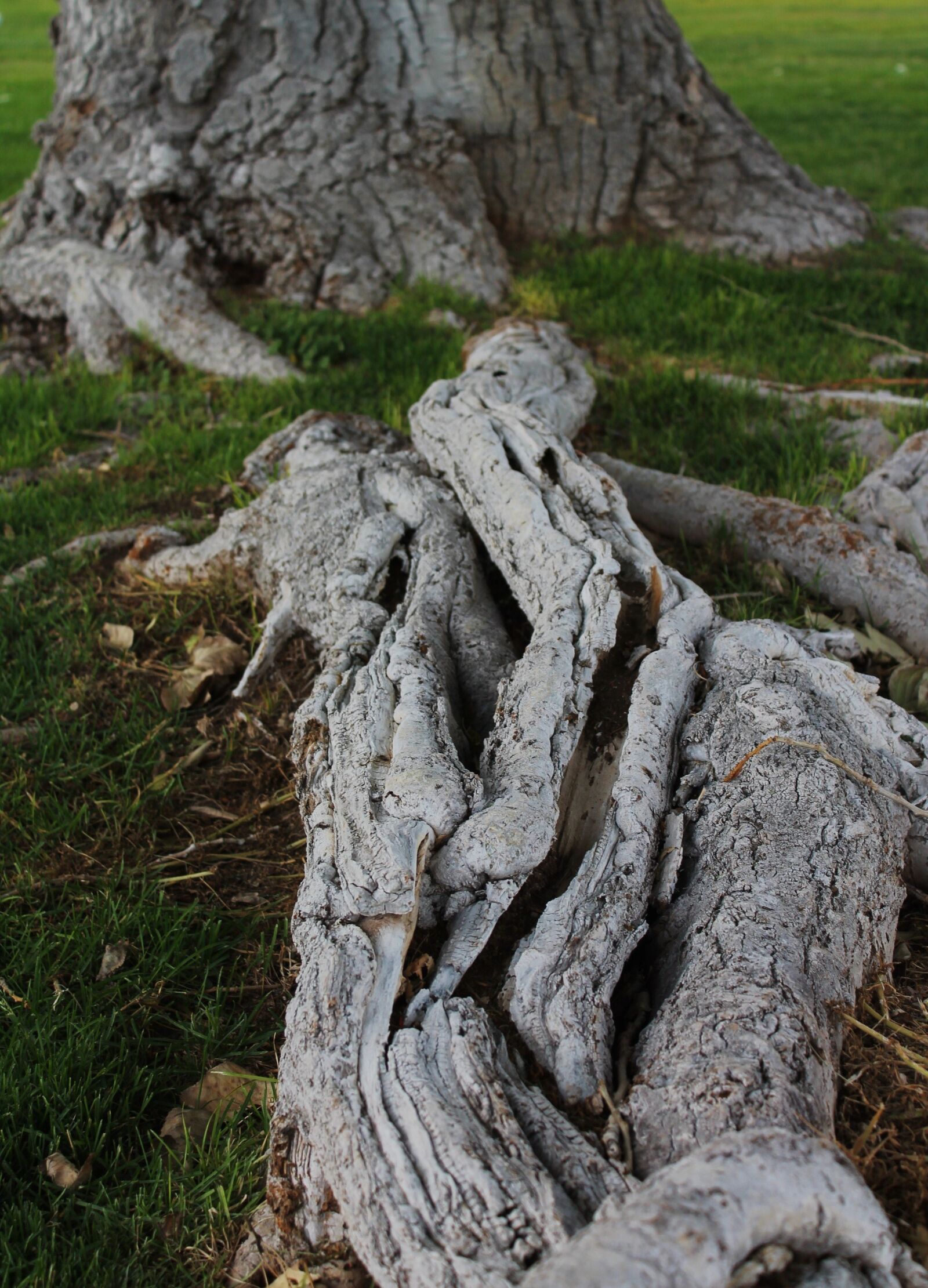Canon EOS 1100D (EOS Rebel T3 / EOS Kiss X50) sample photo. Tree roots, tree trunk photography