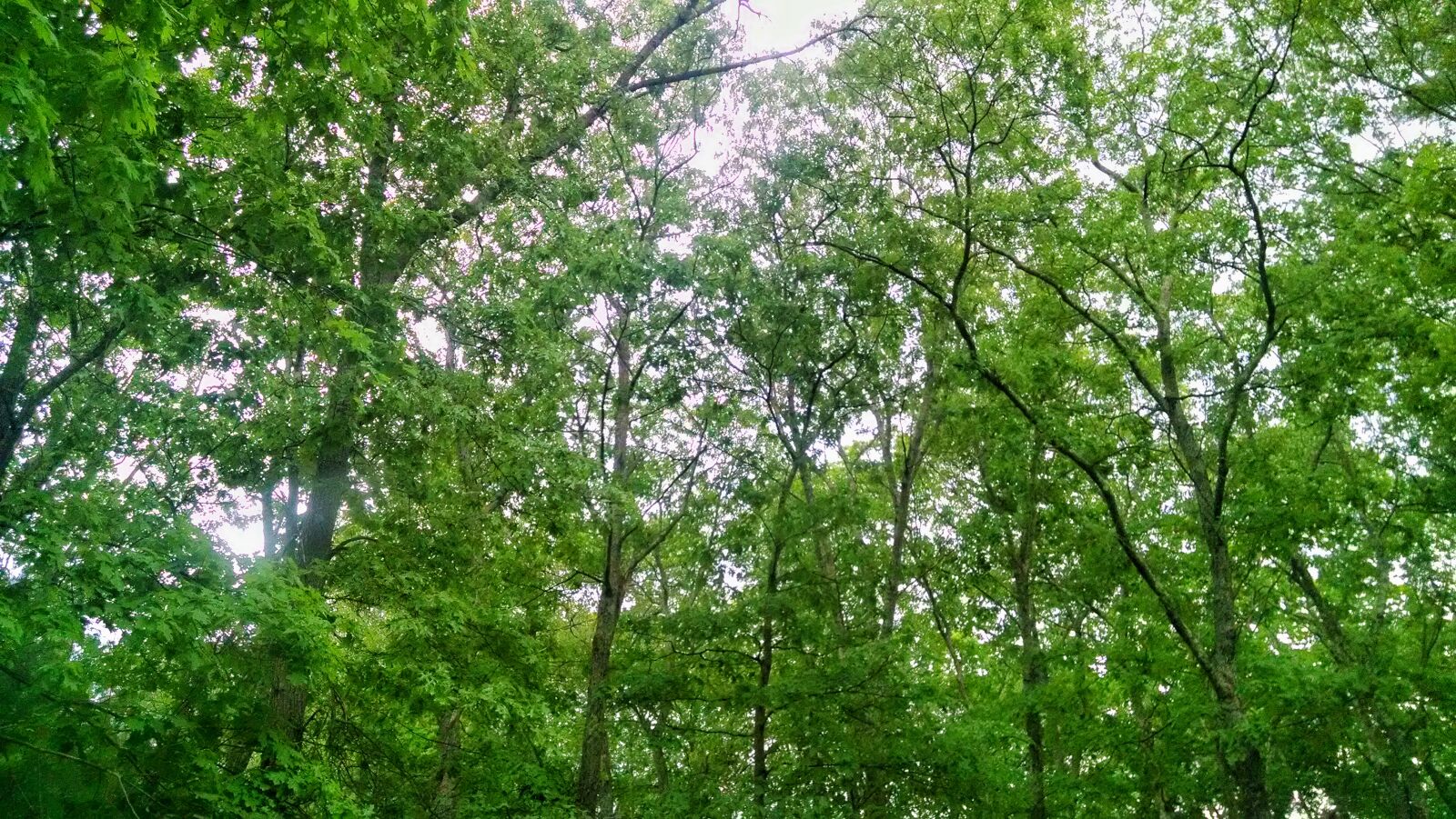 Motorola Moto X (1st Gen) sample photo. Forest, green, rain, spring photography