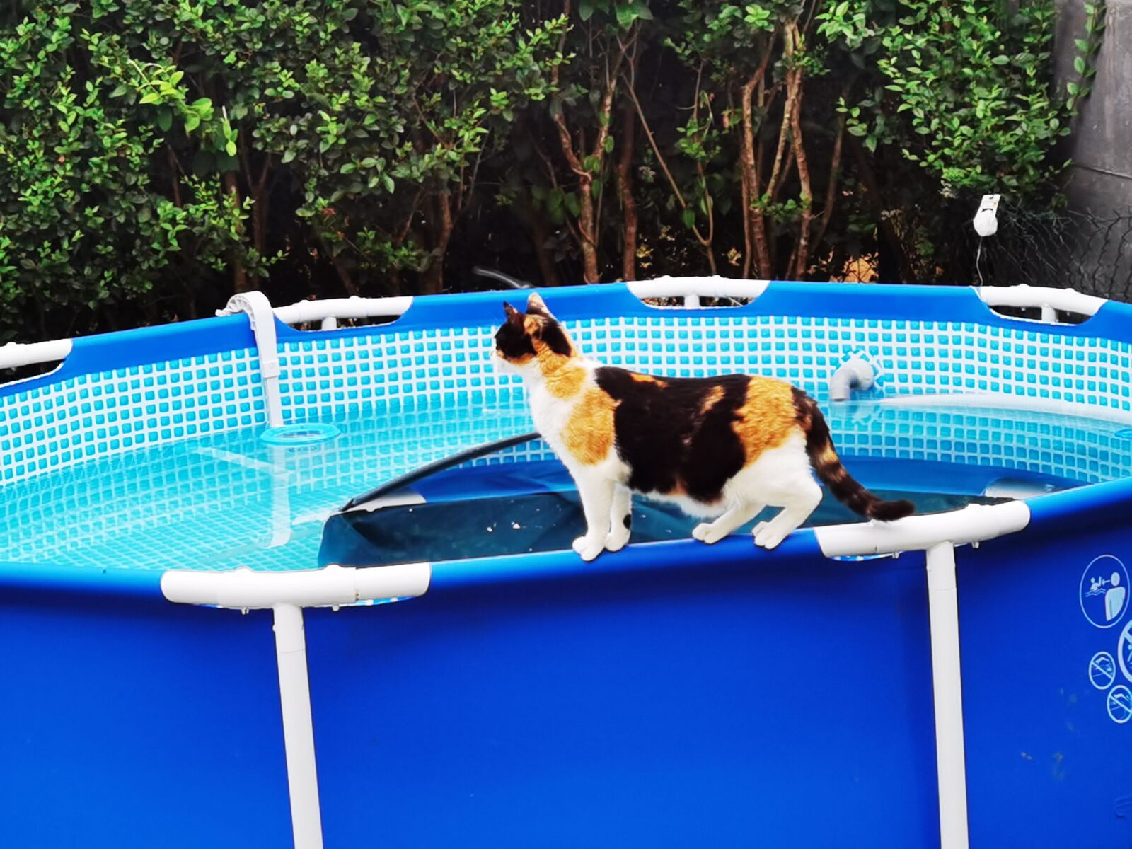 HUAWEI ELS-NX9 sample photo. Cat, swimming pool photography