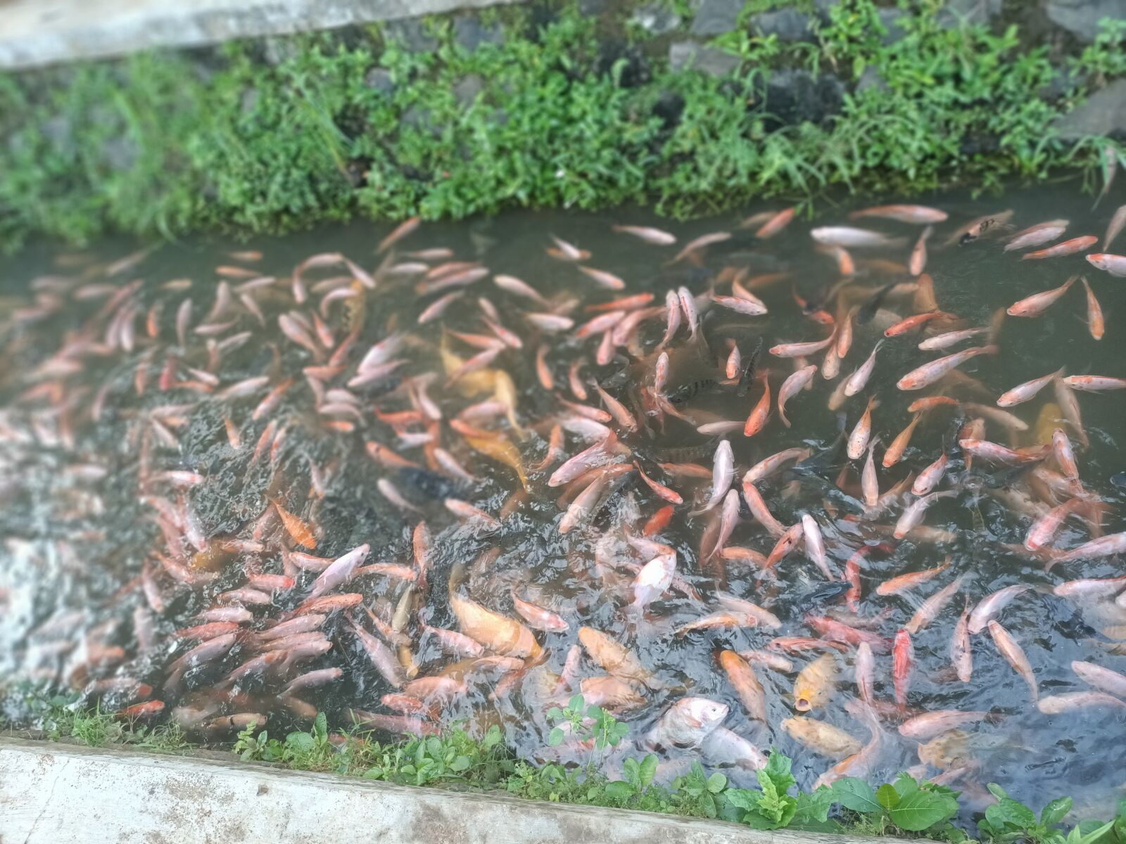 OPPO RENO3 sample photo. Fish in the gutter photography