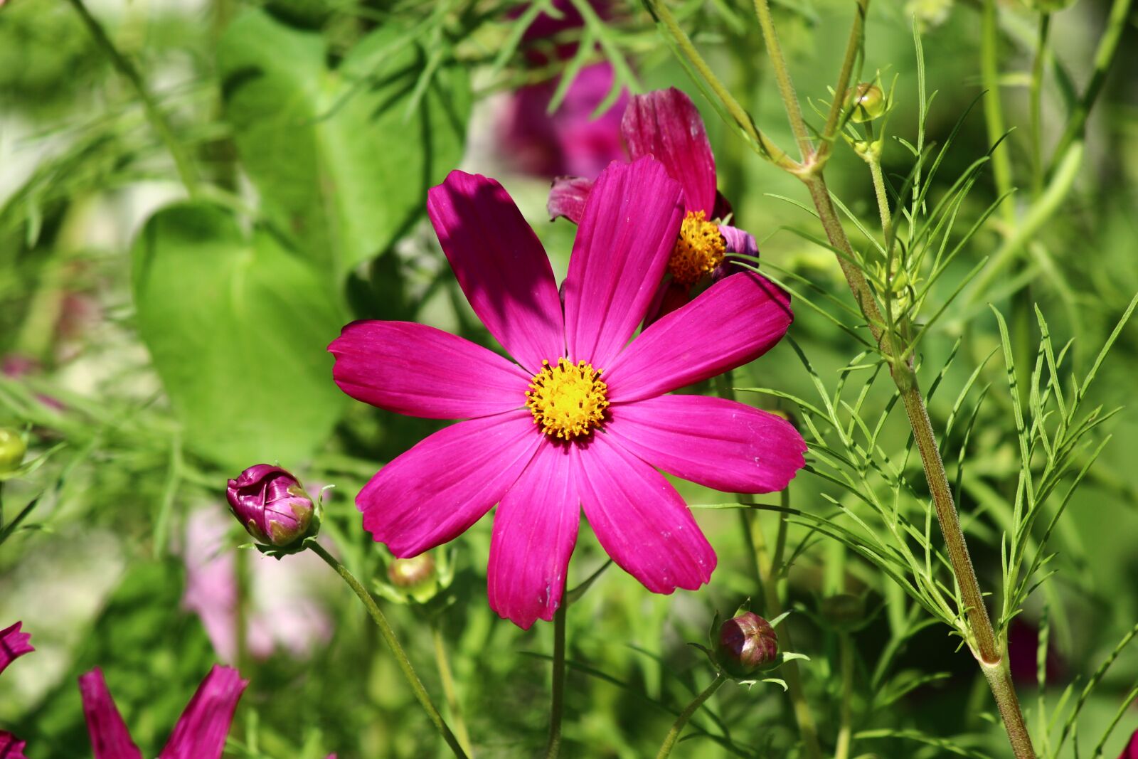 Canon EF-S 55-250mm F4-5.6 IS II sample photo. Flower, spring, cosmea photography