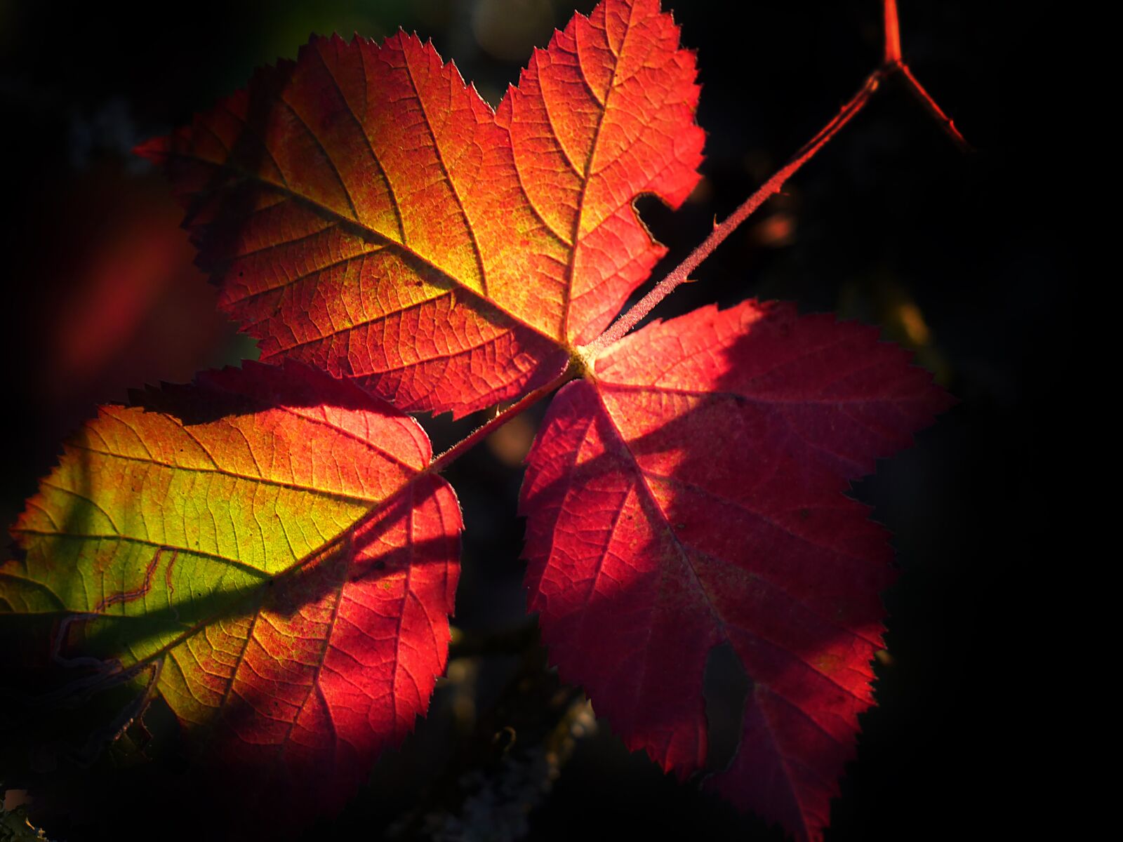 Panasonic Lumix DMC-GX8 sample photo. Leaf, fall, nature photography
