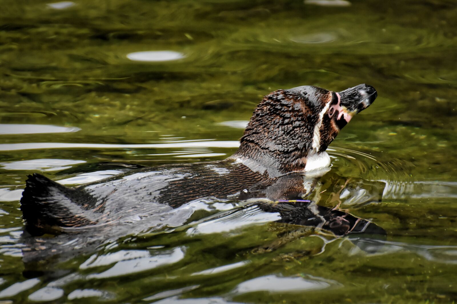 Nikon D7200 sample photo. Penguin, swim, animal photography