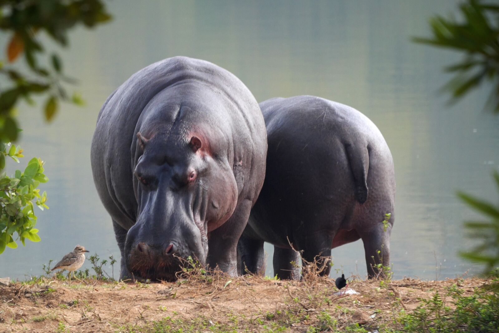 Panasonic Lumix DMC-GH3 sample photo. Hippo, safari, animal world photography
