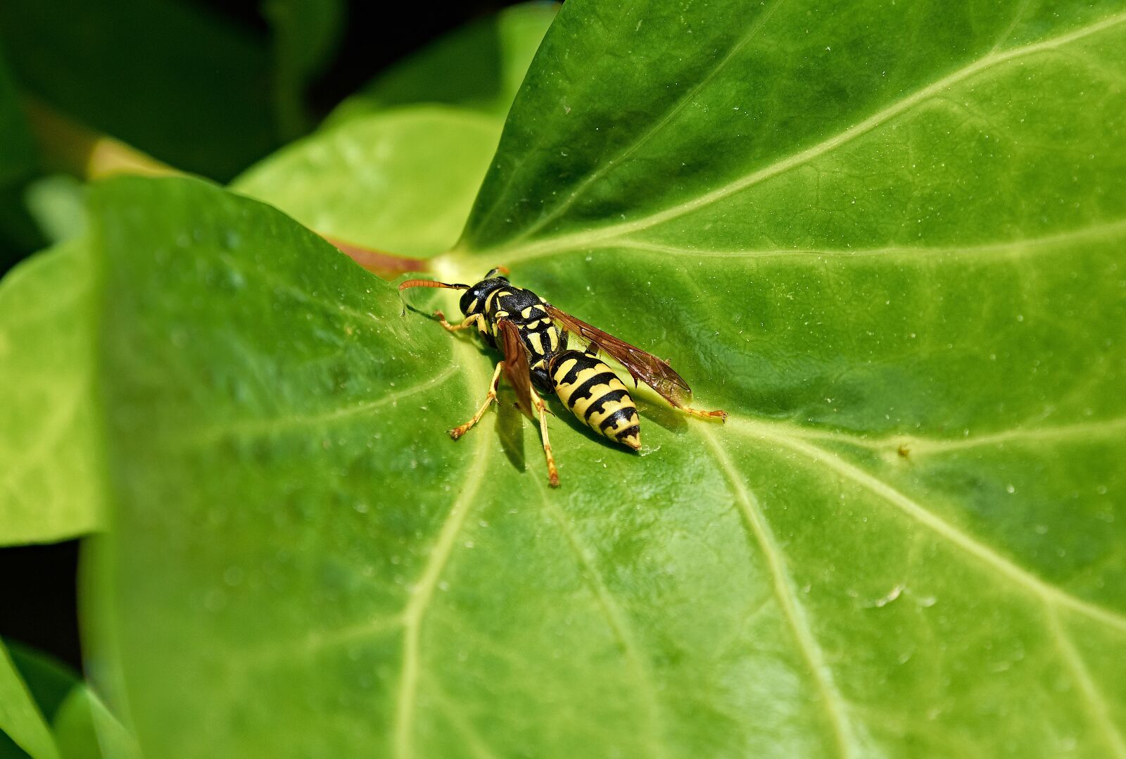 Nikon D7200 sample photo. Wasp, nature, insects photography