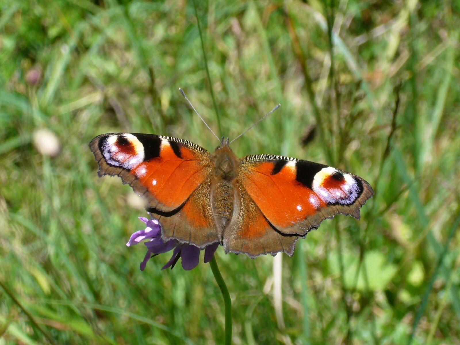 Panasonic DMC-FX01 sample photo. Butterfly, peacock butterfly photography