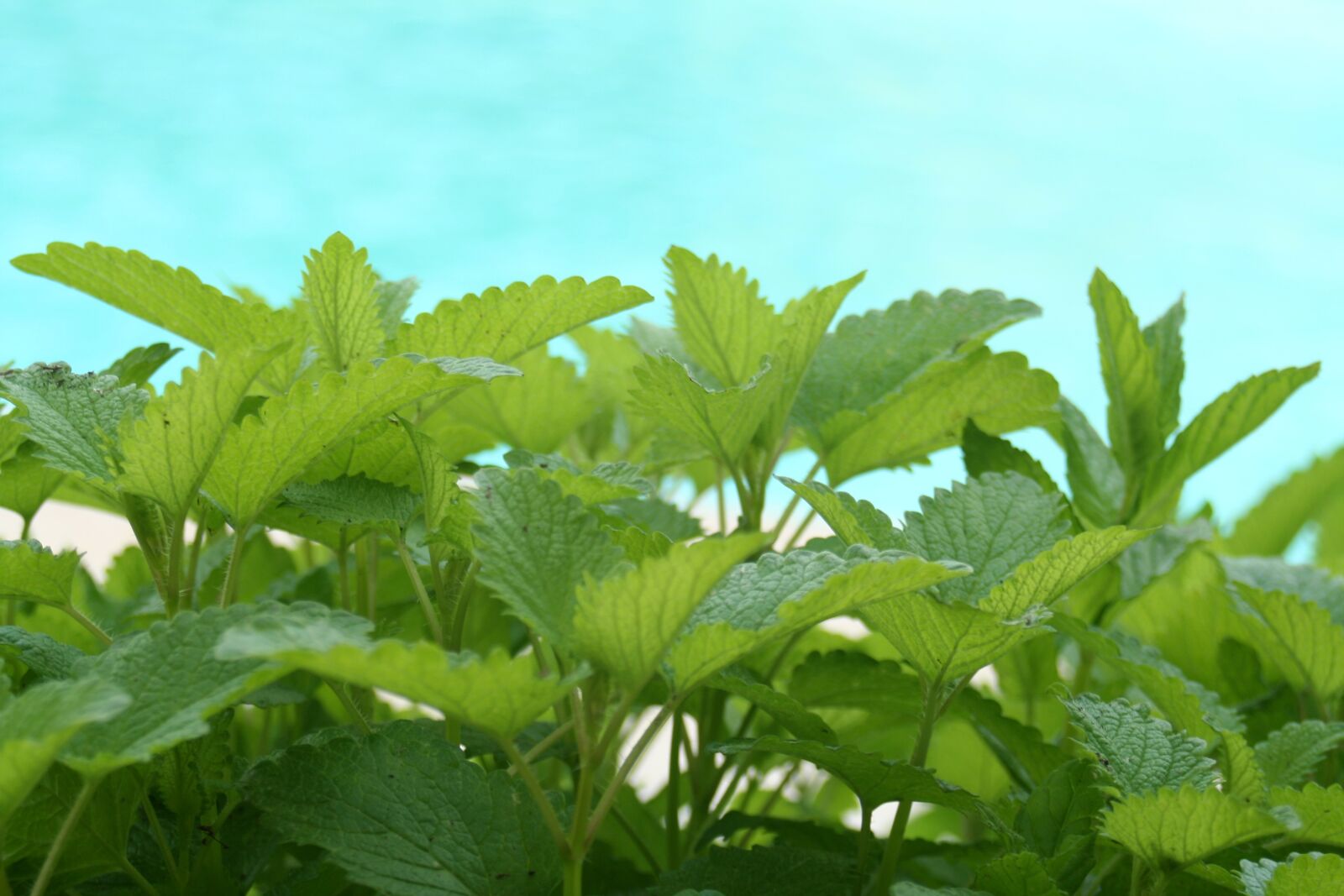 Canon EOS 350D (EOS Digital Rebel XT / EOS Kiss Digital N) sample photo. Leaf, plant, nature photography