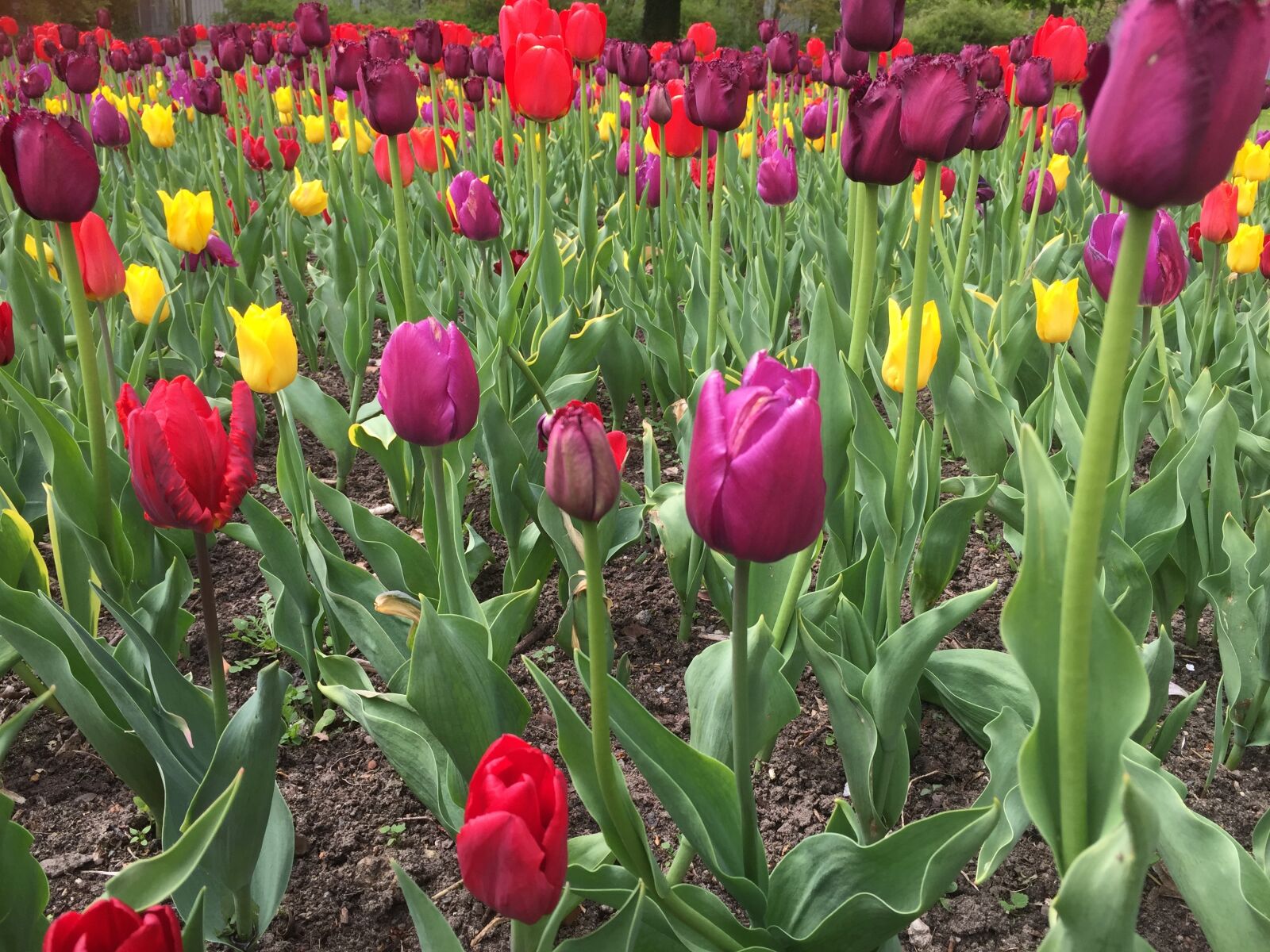 Apple iPhone 6 sample photo. Tulip, flower, garden photography