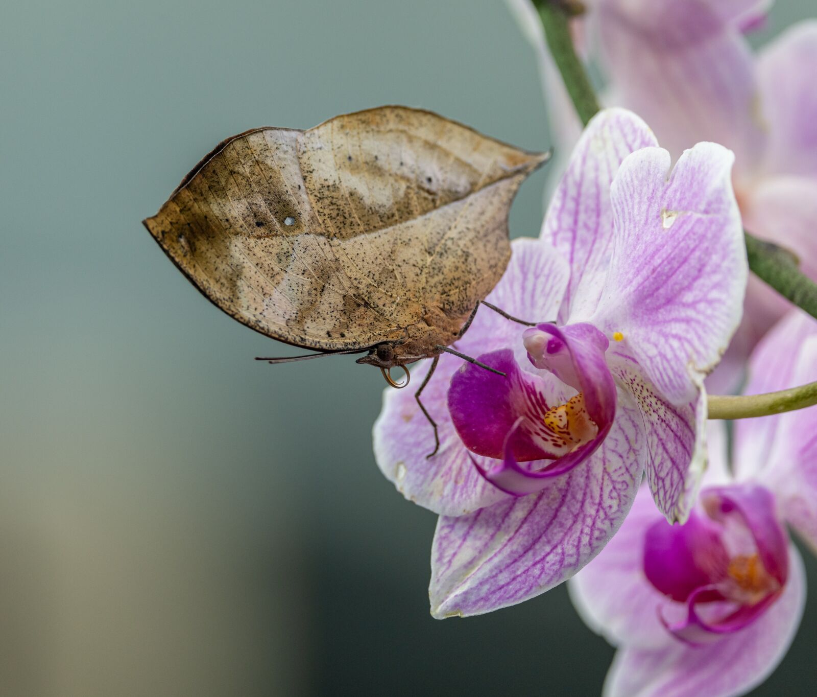 Nikon D850 sample photo. Orchid, butterfly, tropical photography