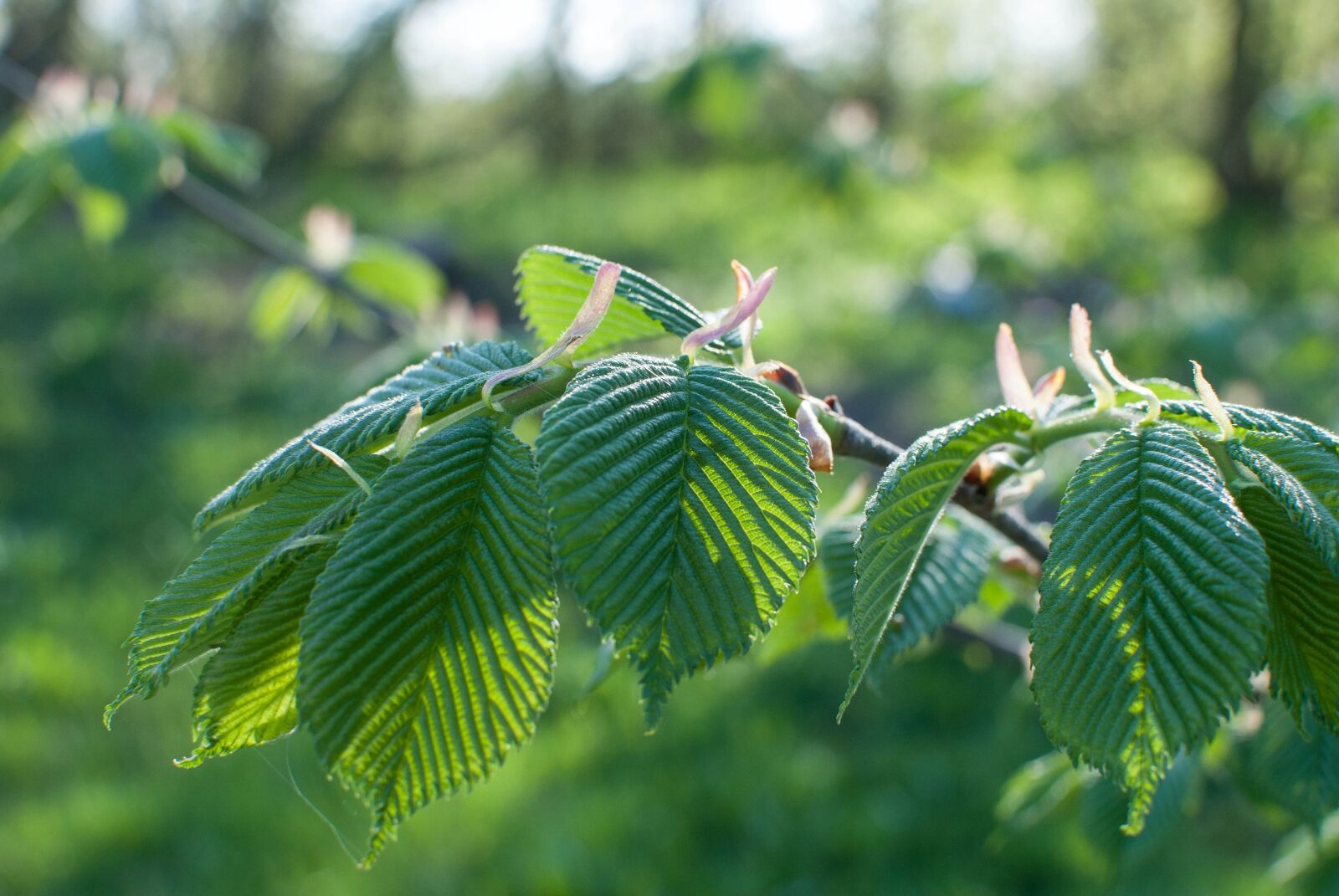 Nikon D3000 sample photo. Leaves, elm, closeup photography