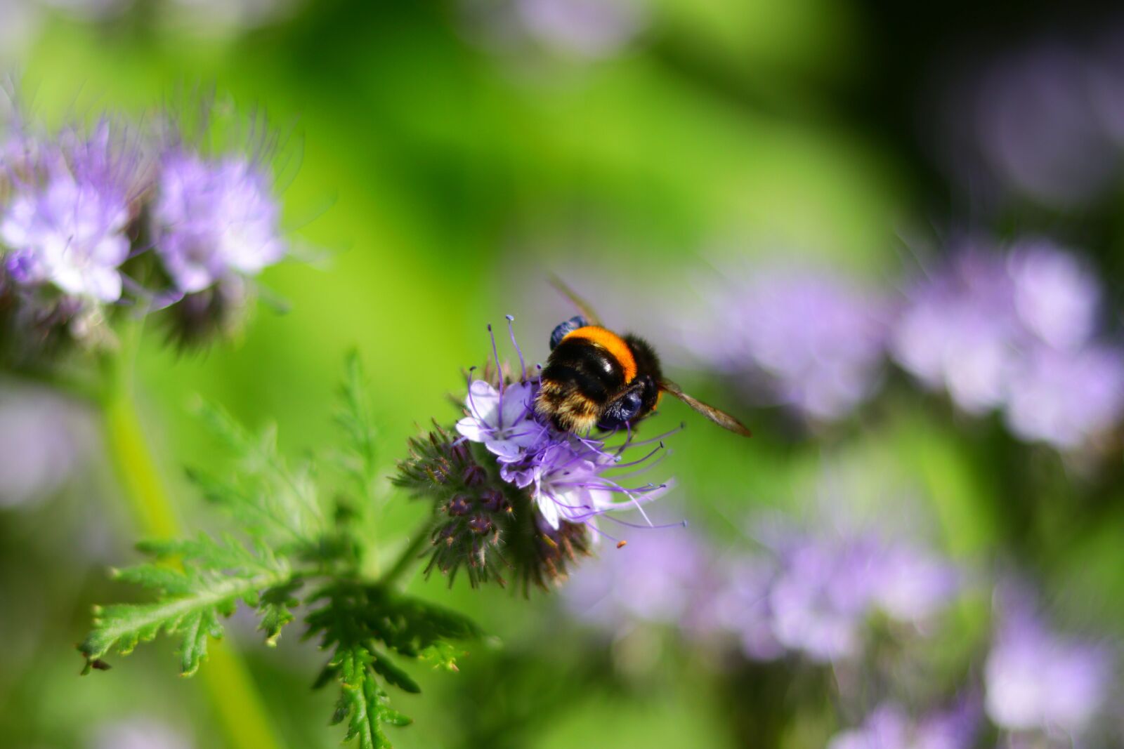 Canon EOS 80D + Canon EF 50mm F1.8 STM sample photo. Bee, garden, nature photography
