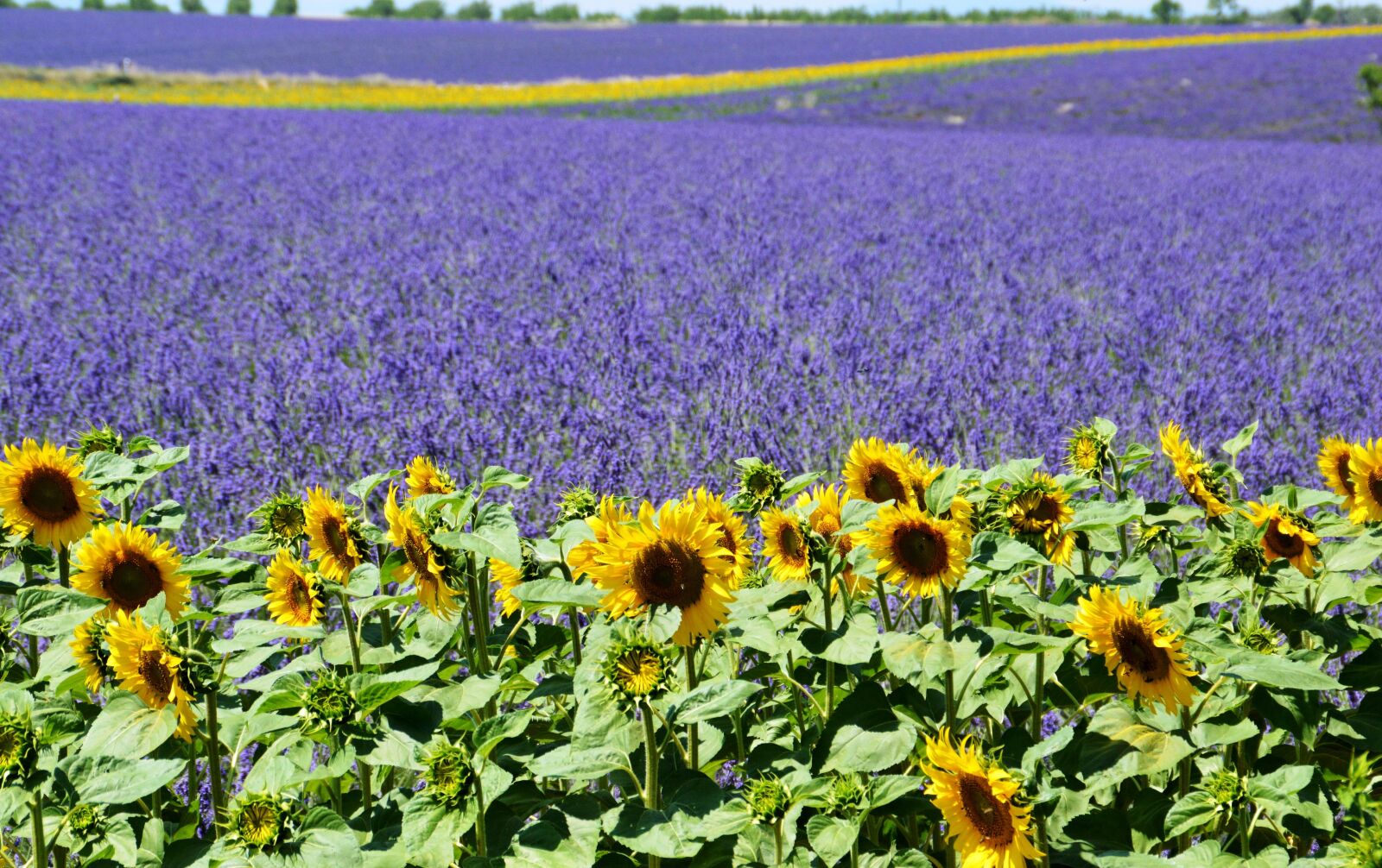 Nikon D3200 sample photo. Lavender field, sunflower, valensole photography