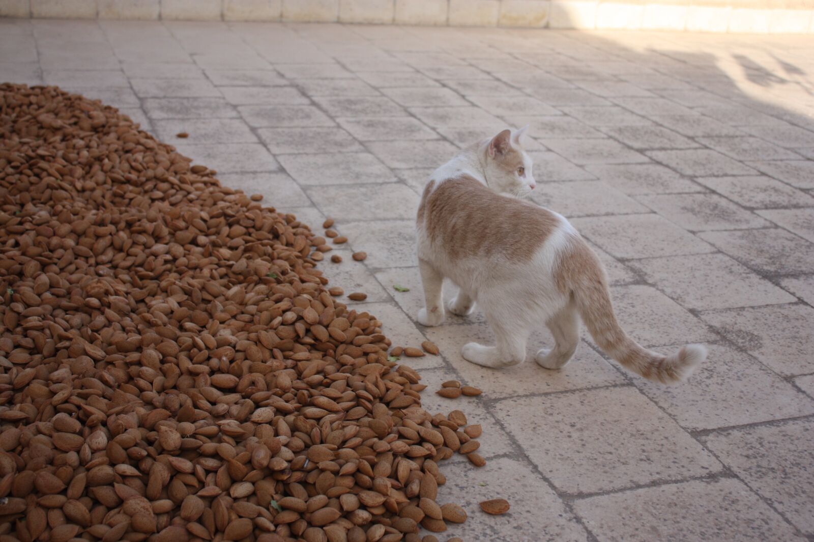 Canon EOS 450D (EOS Rebel XSi / EOS Kiss X2) sample photo. Cat, almonds, sicily photography