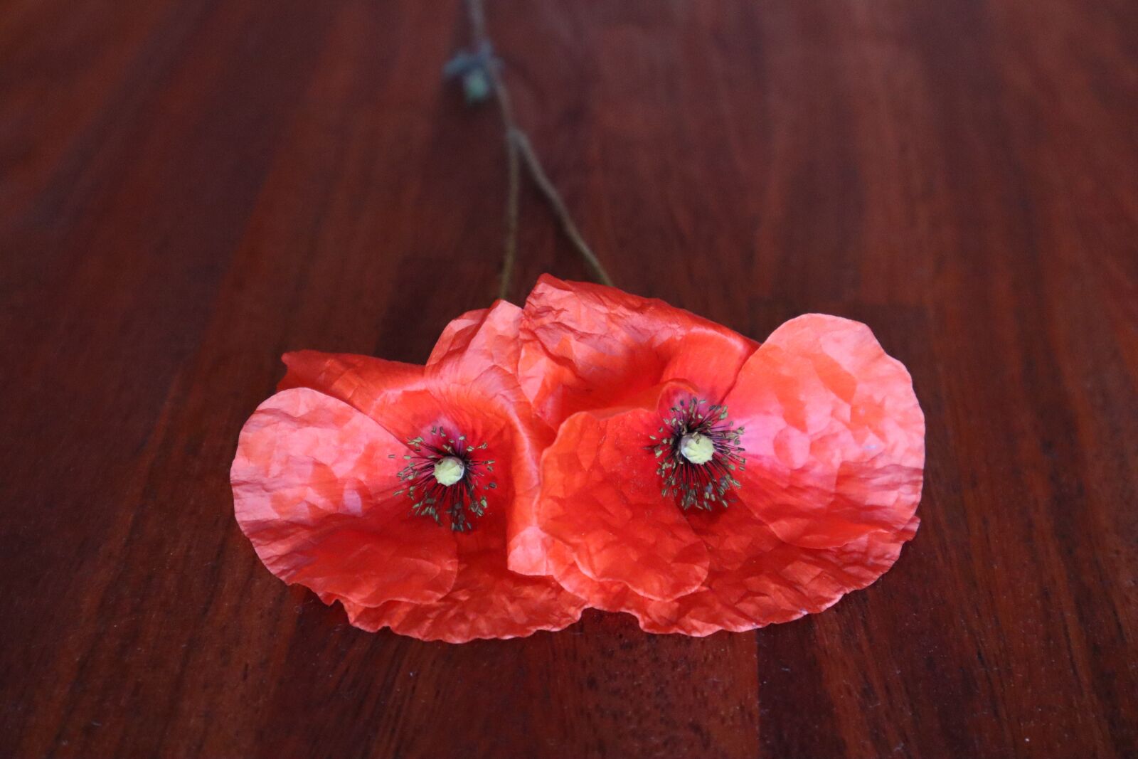Canon EF-M 15-45mm F3.5-6.3 IS STM sample photo. Poppies, poppy, red photography