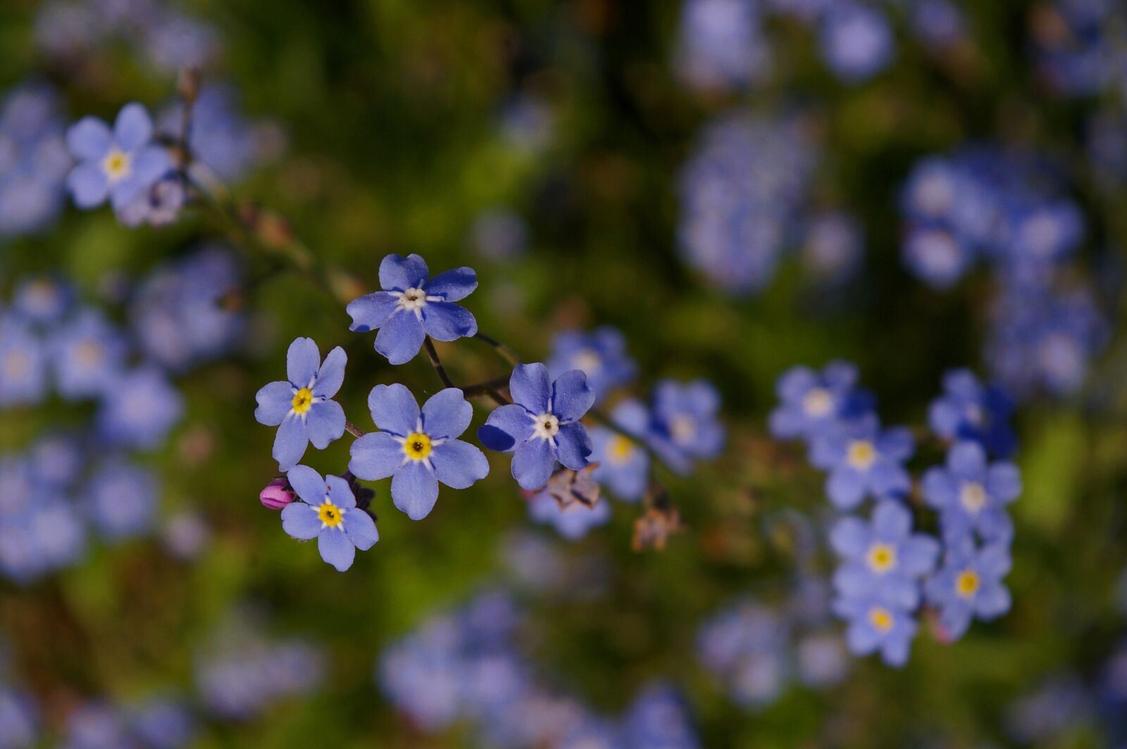 Pentax *ist DL2 sample photo. Violet, spring, blossom photography