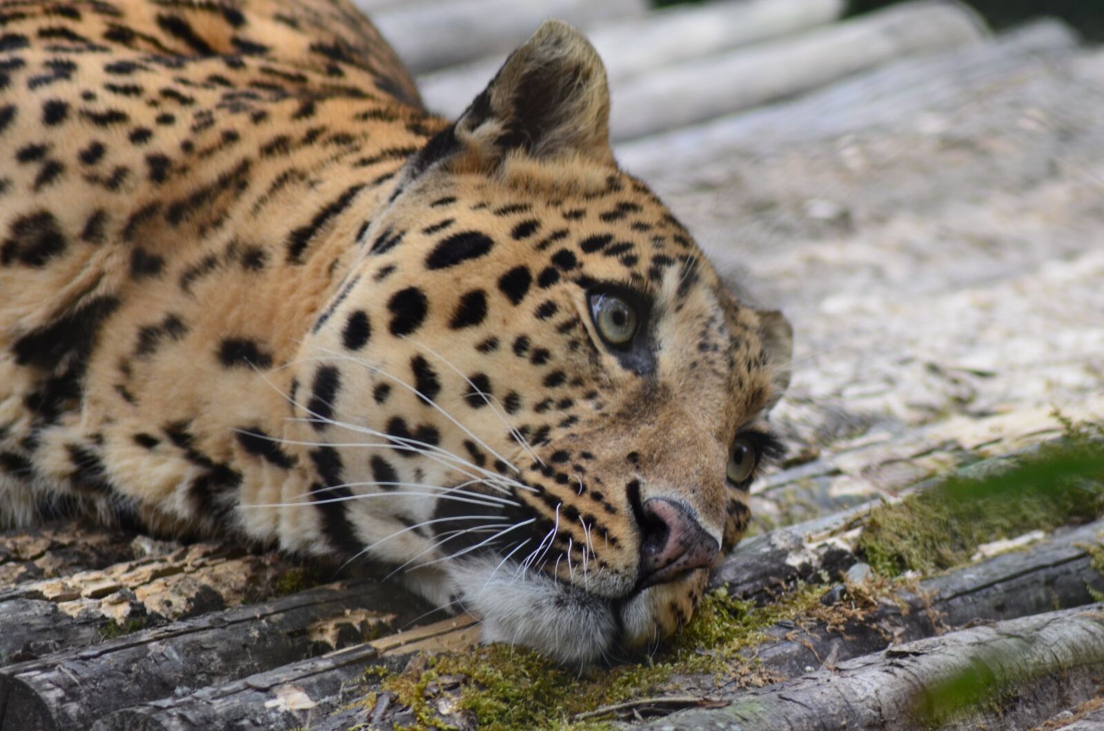 Nikon D5100 sample photo. Leopard, animal, zoo photography