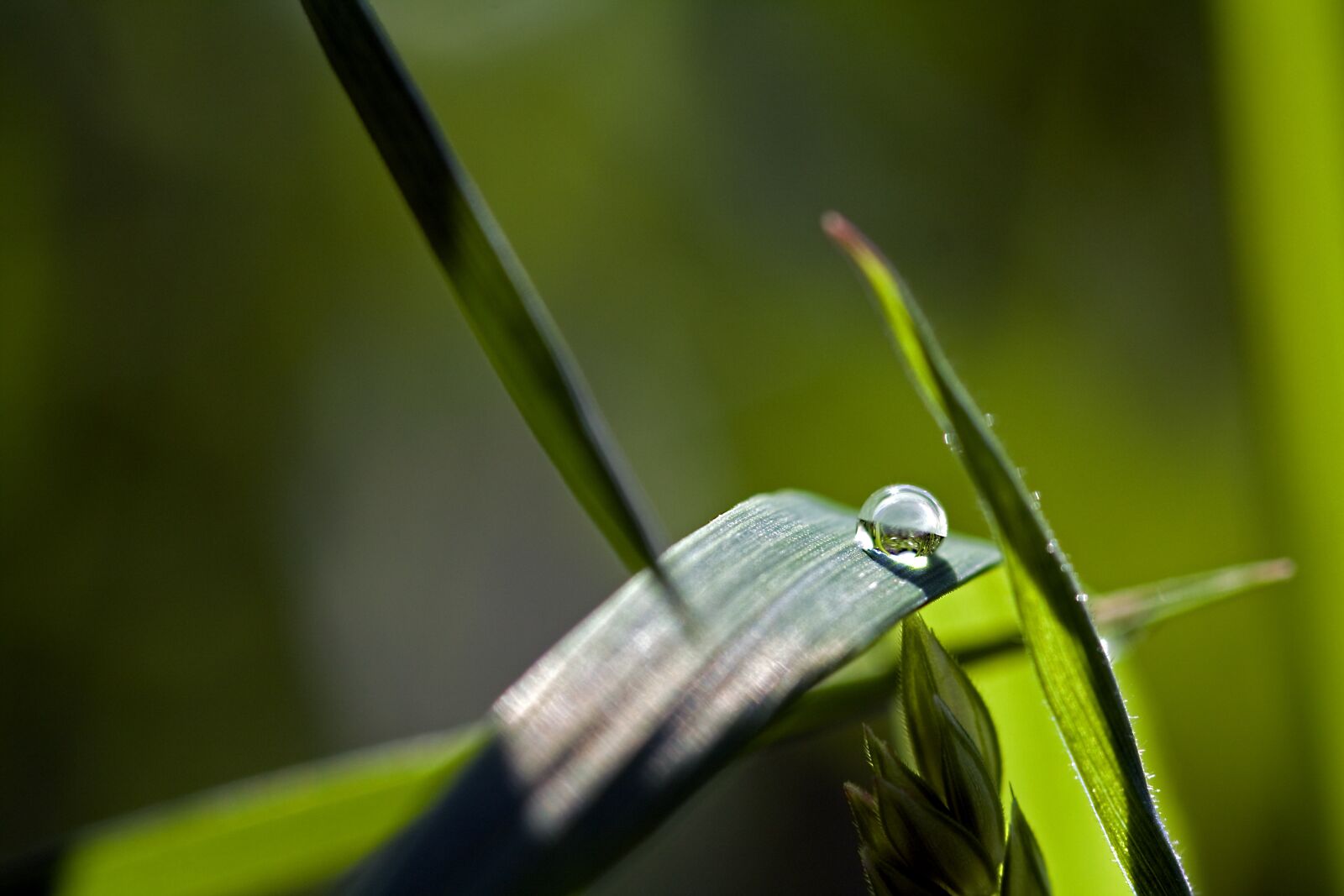 Canon EOS 450D (EOS Rebel XSi / EOS Kiss X2) sample photo. Drop of water, macro photography