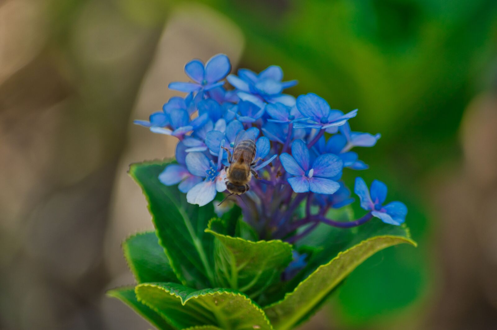 Nikon D3200 sample photo. Costa rica, flowers, hydrangeas photography