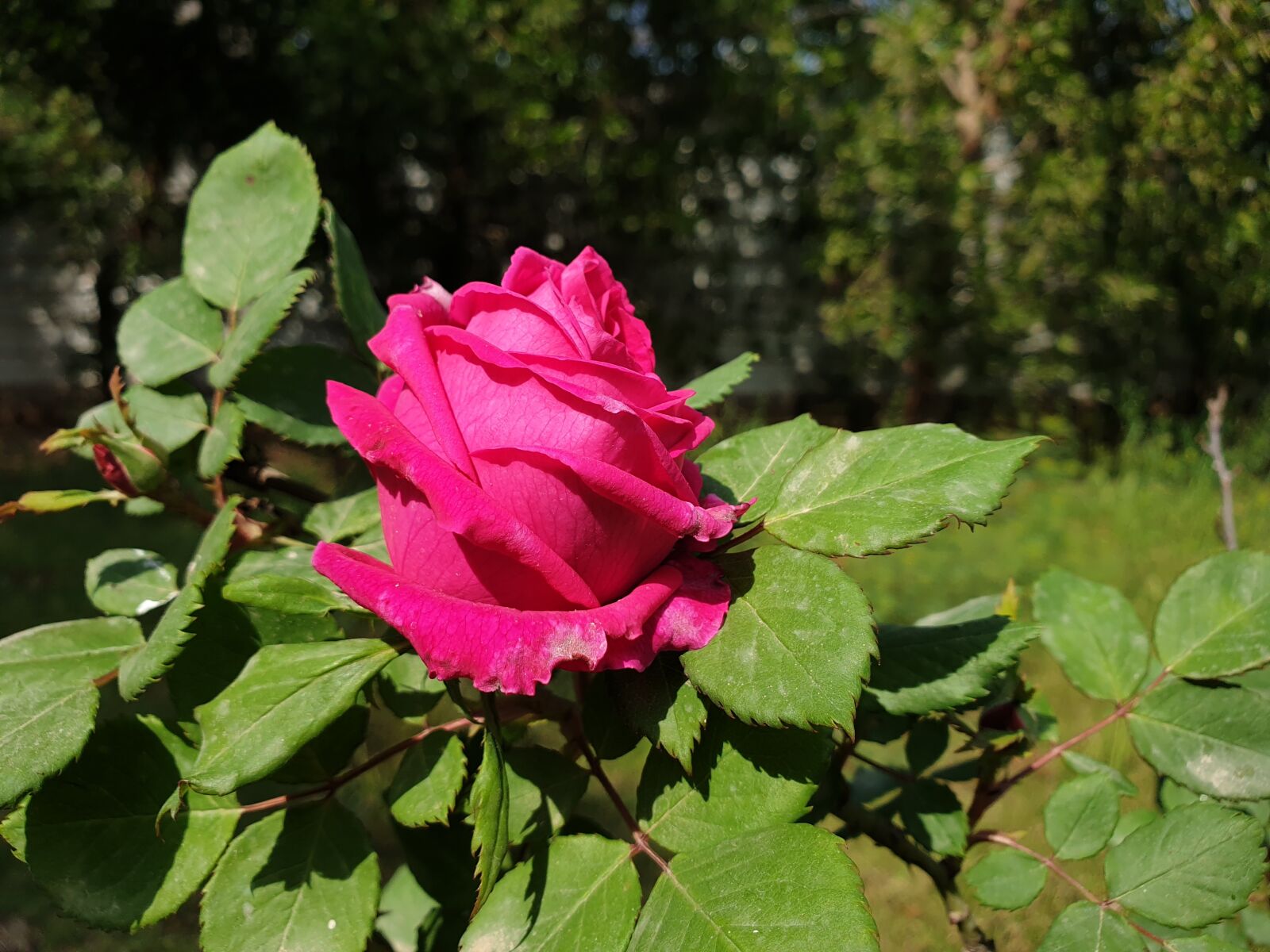 Samsung Galaxy Note9 sample photo. Rose, flower, summer photography
