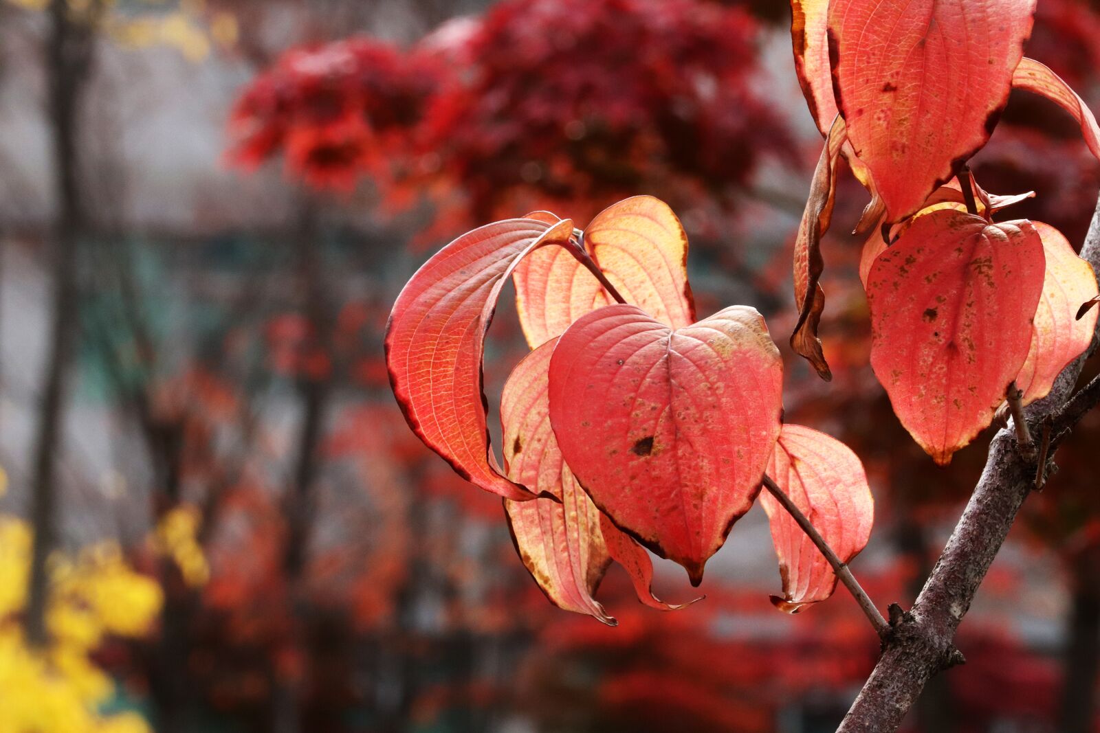 Canon EOS 800D (EOS Rebel T7i / EOS Kiss X9i) sample photo. Autumn, autumn leaves, colorful photography