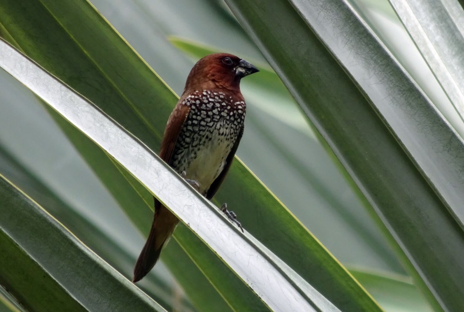Sony Cyber-shot DSC-HX90V sample photo. Spotted munia, bird, scaly-breasted photography