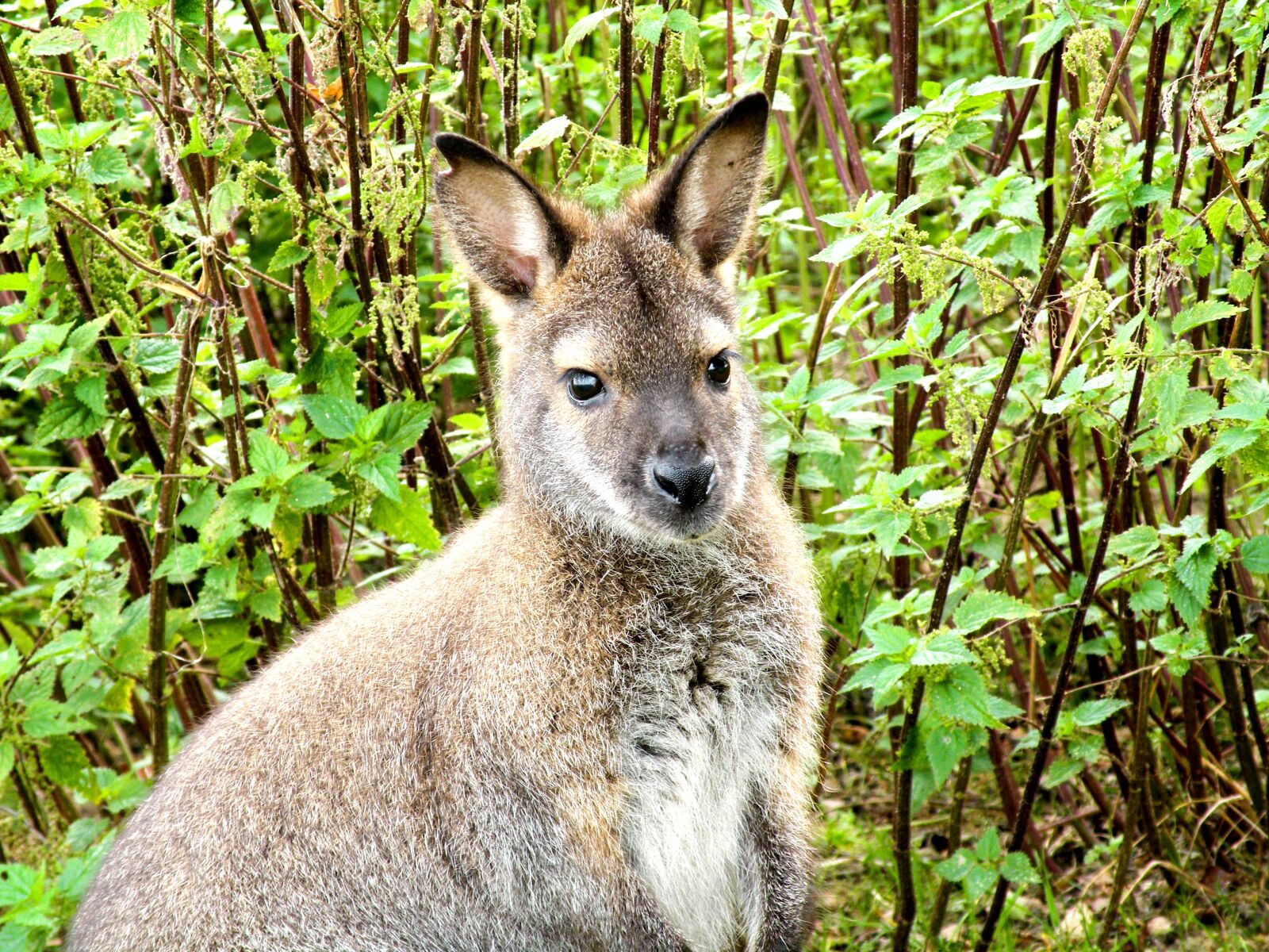 Nikon Coolpix P80 sample photo. Kangaroo, animal, mammal photography