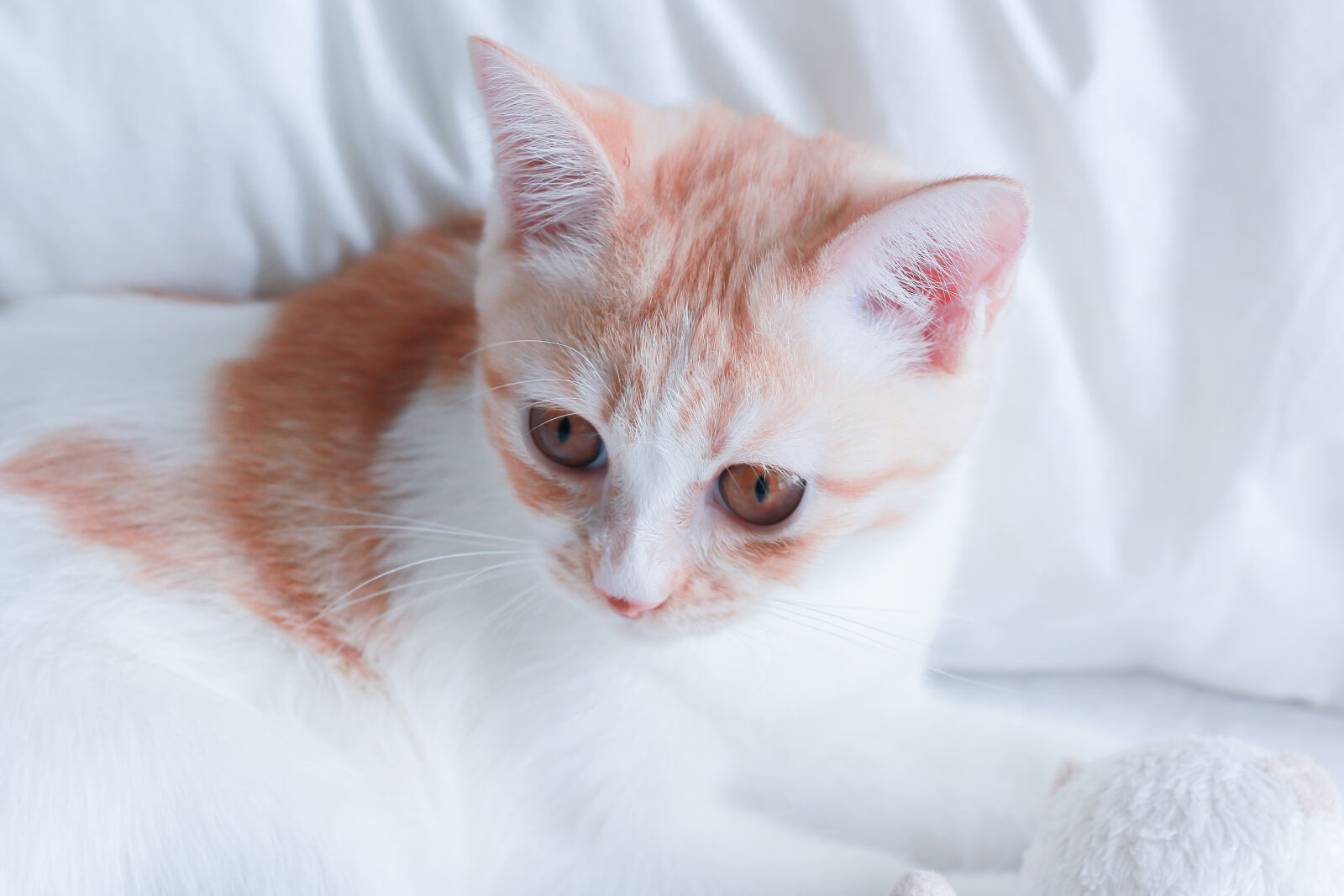 Canon EOS 70D + Canon EF 50mm F1.8 II sample photo
