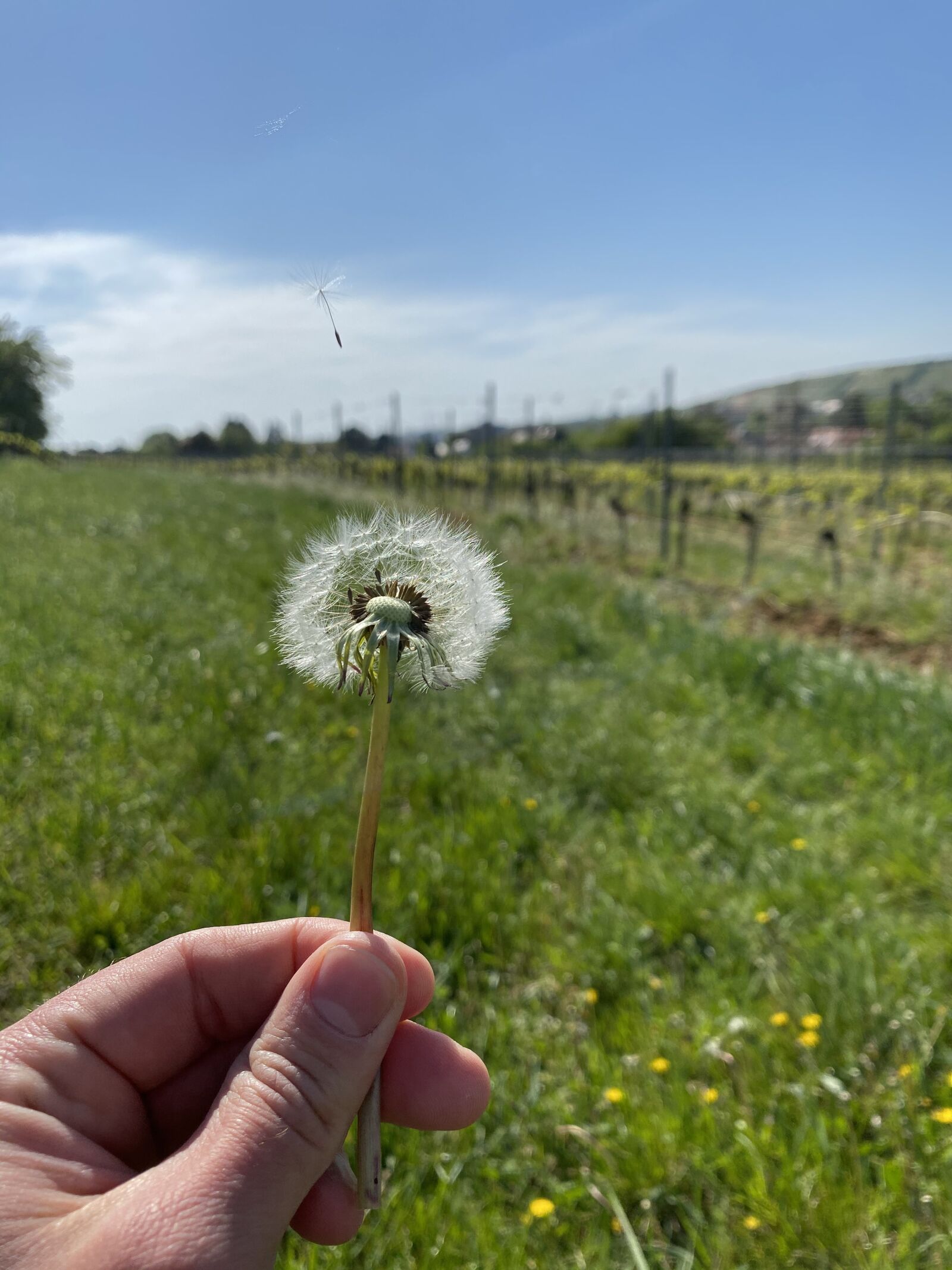 iPhone 11 back dual wide camera 4.25mm f/1.8 sample photo. Dandelion, meadow, seeds photography