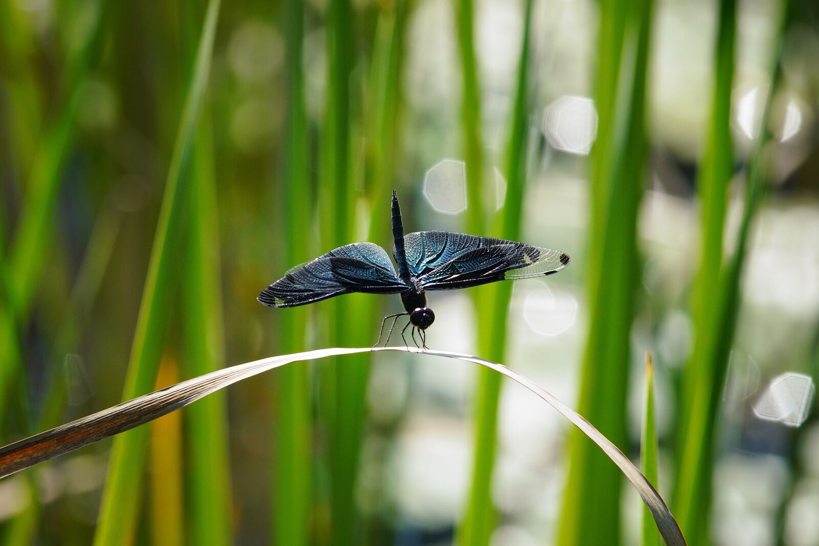 Canon EF 300mm F4L IS USM sample photo. Dragonfly, conicuri, flower photography