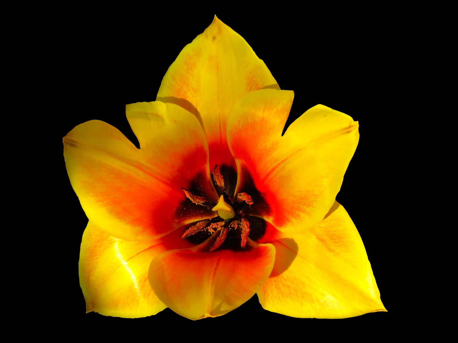 Canon PowerShot SX710 HS sample photo. Flower, nature, garden photography