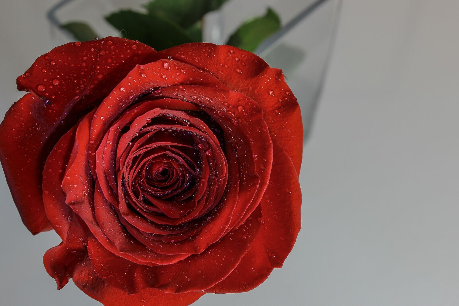 Canon EOS 600D (Rebel EOS T3i / EOS Kiss X5) sample photo. Rose, flower, petal photography
