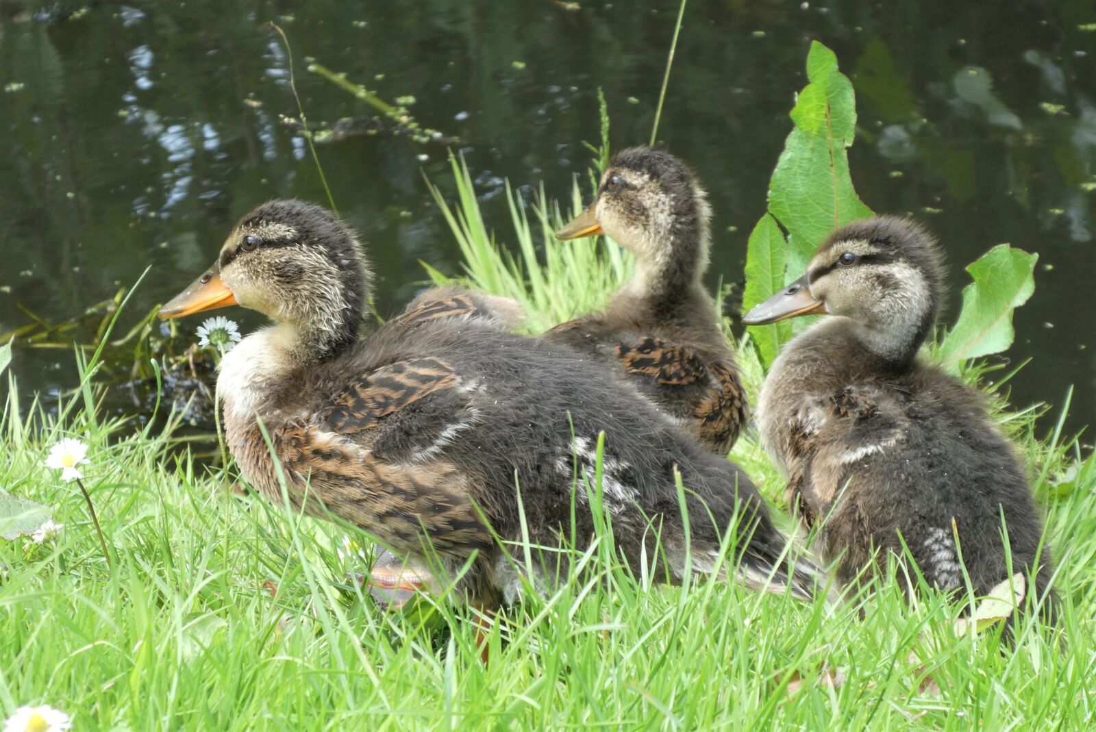 Panasonic Lumix DC-ZS70 (Lumix DC-TZ90) sample photo. Young ducks, ducks, chicks photography