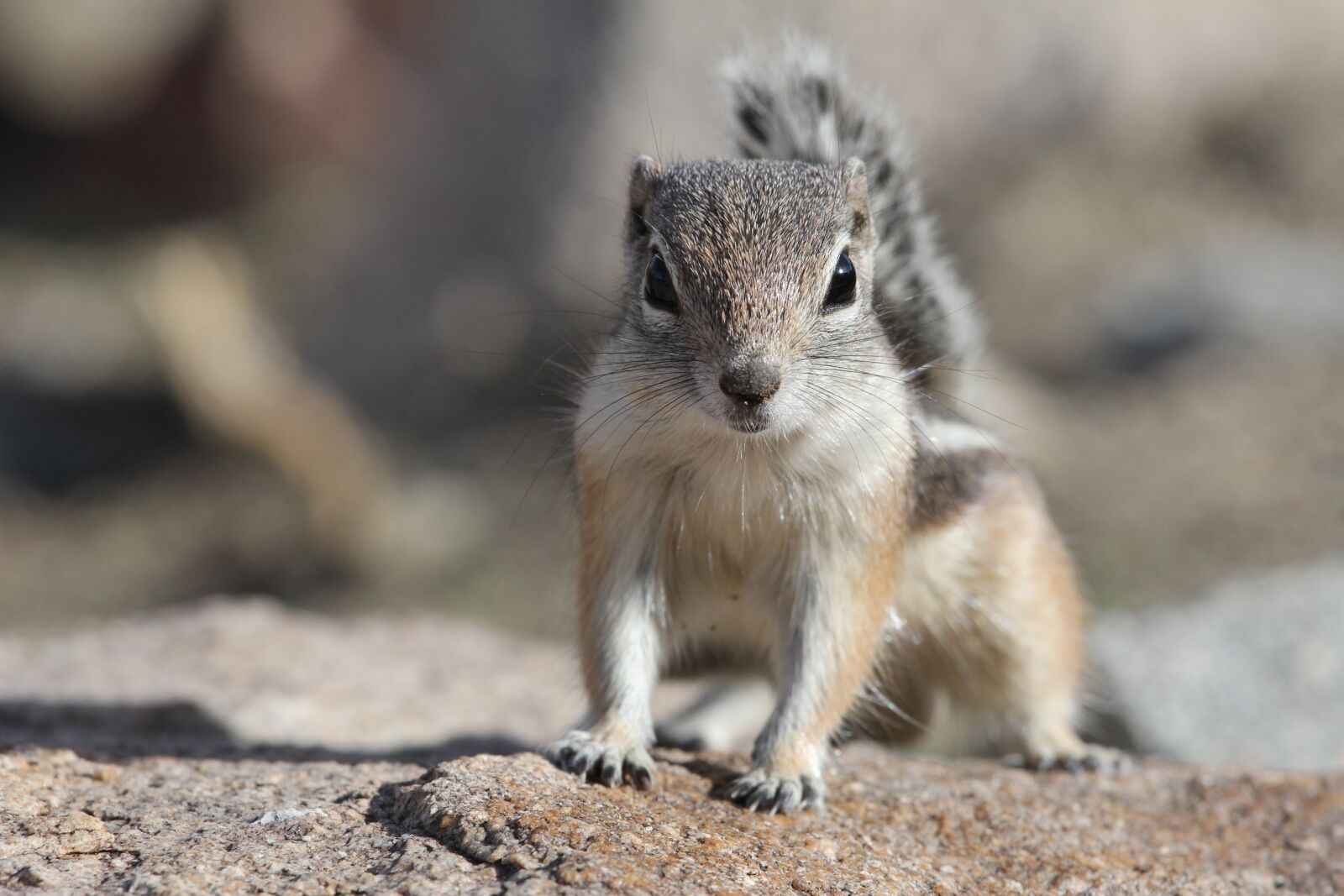Canon EOS 60D + Canon EF 100-400mm F4.5-5.6L IS USM sample photo. Squirrel, desert, mojave desert photography