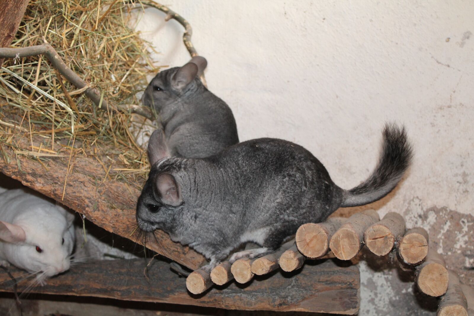 Canon EOS 1100D (EOS Rebel T3 / EOS Kiss X50) sample photo. Chinchilla, pet, animal photography
