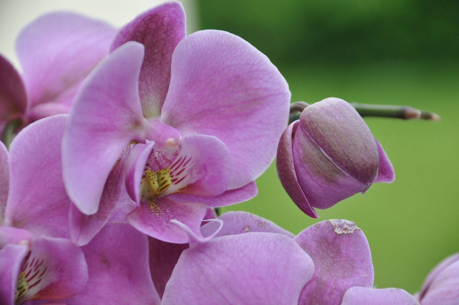 Nikon D90 sample photo. Orchid, pink orchid, decoration photography