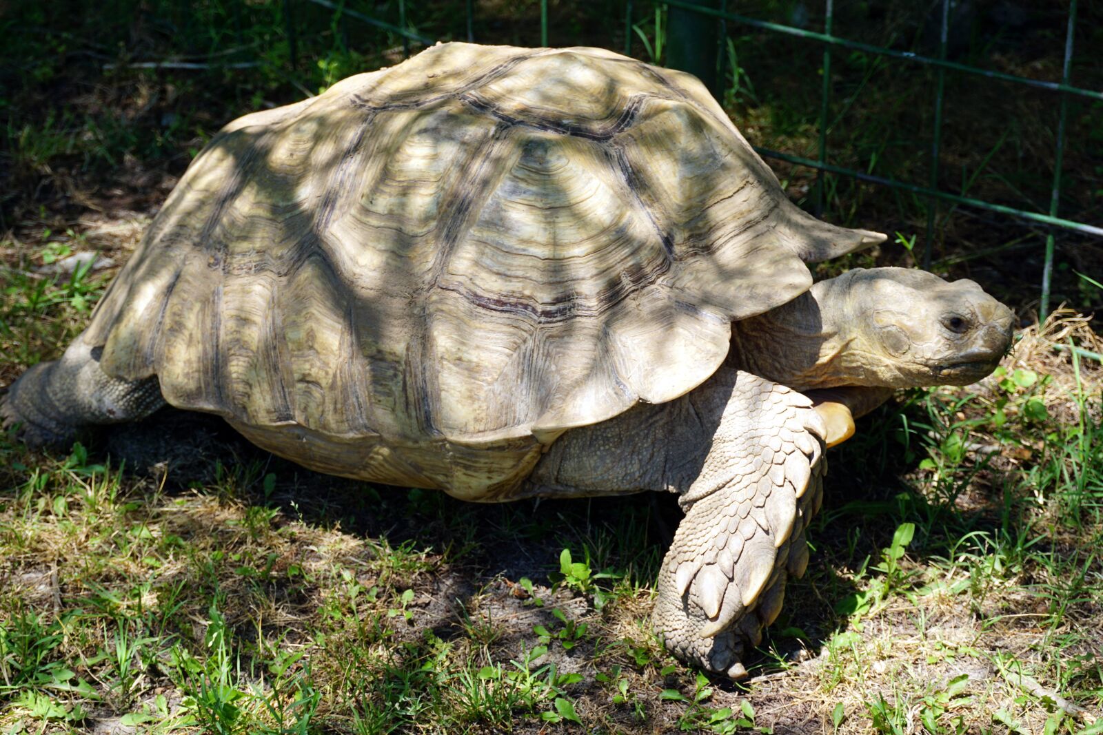 Sony a6000 sample photo. Reptile, turtle, tortoise photography