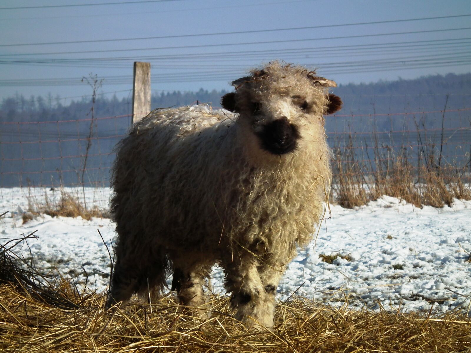 FujiFilm FinePix HS10 (FinePix HS11) sample photo. Sheep, lamb, walliser black photography