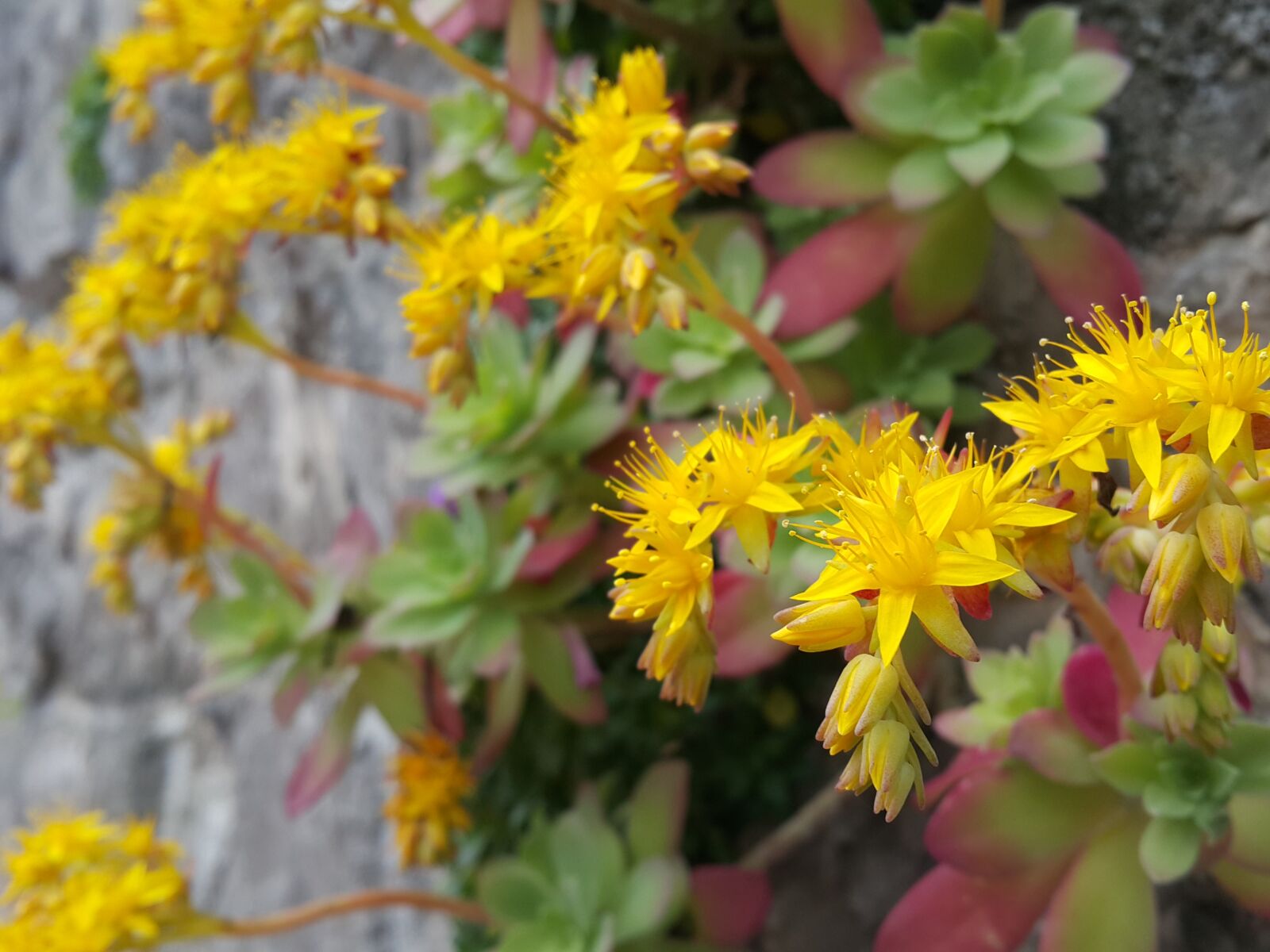 Samsung Galaxy Note4 sample photo. Flowers, rock, yellow photography