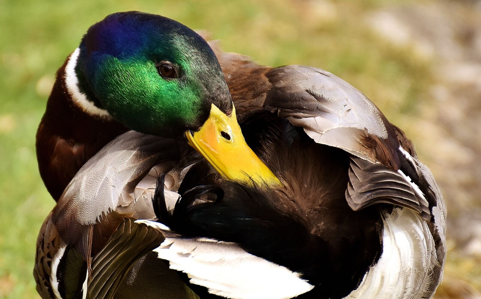 Nikon D7200 sample photo. Mallard, drake, colorful photography