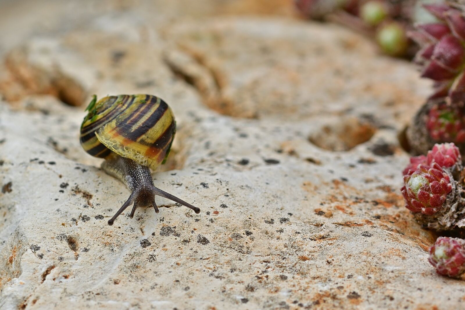 Nikon D5200 sample photo. Snail, garden tape worm photography
