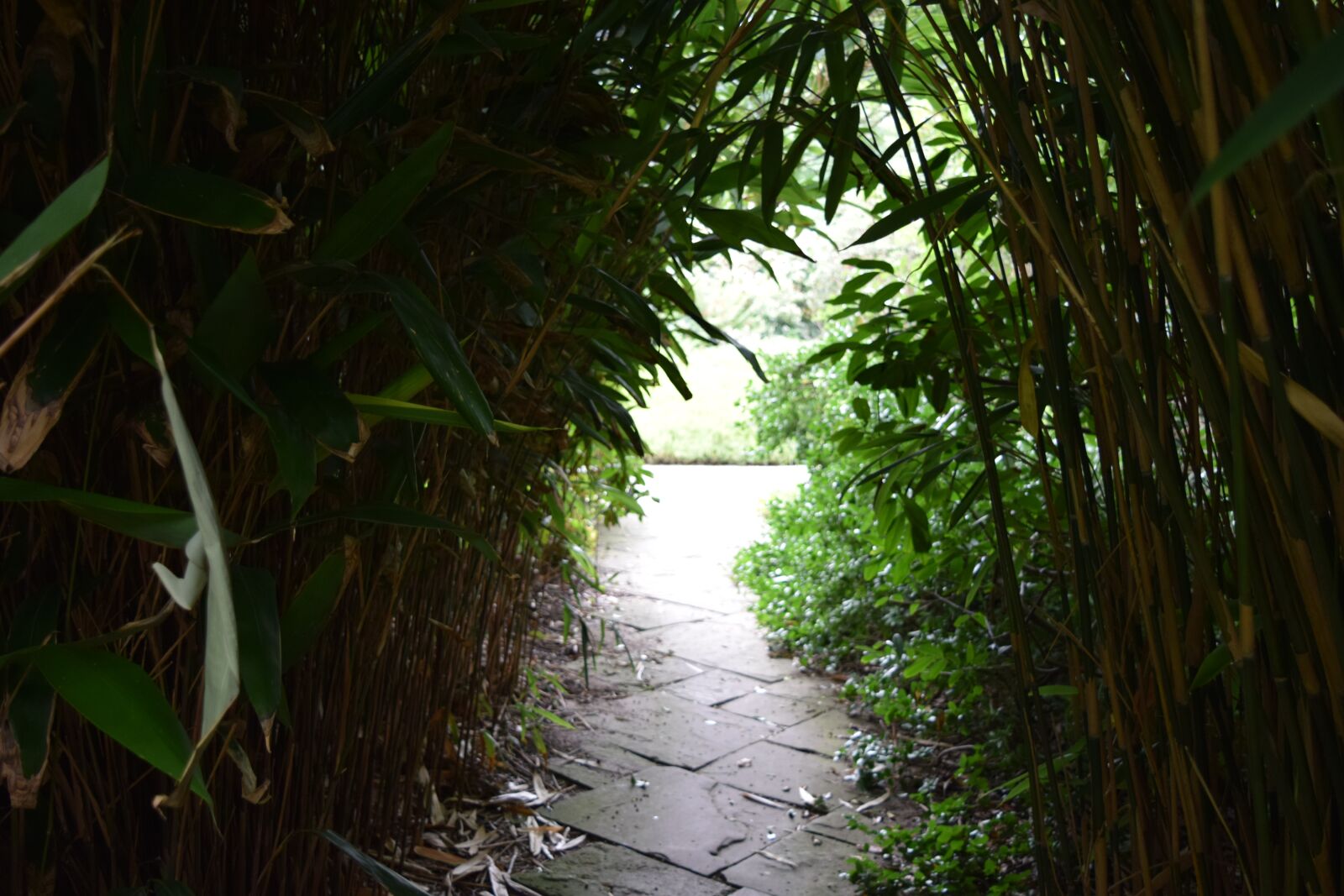 Nikon D3300 sample photo. Reed, dark, green photography