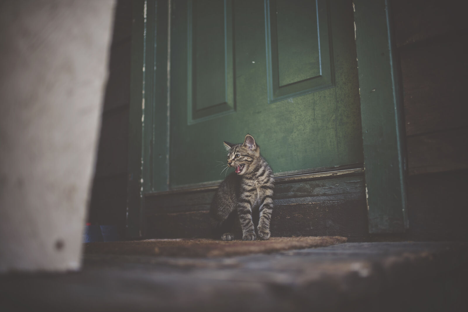 Nikon D750 + Sigma 35mm F1.4 DG HSM Art sample photo. Silver, tabby, cat, on photography