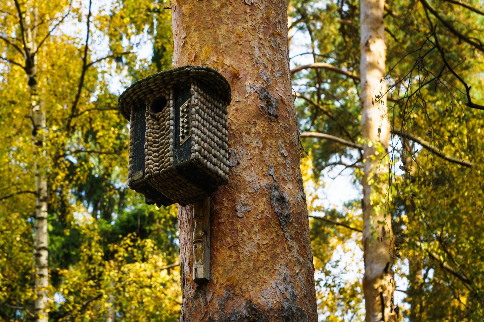 Sony a6300 sample photo. Birdhouse, tree, autumn photography